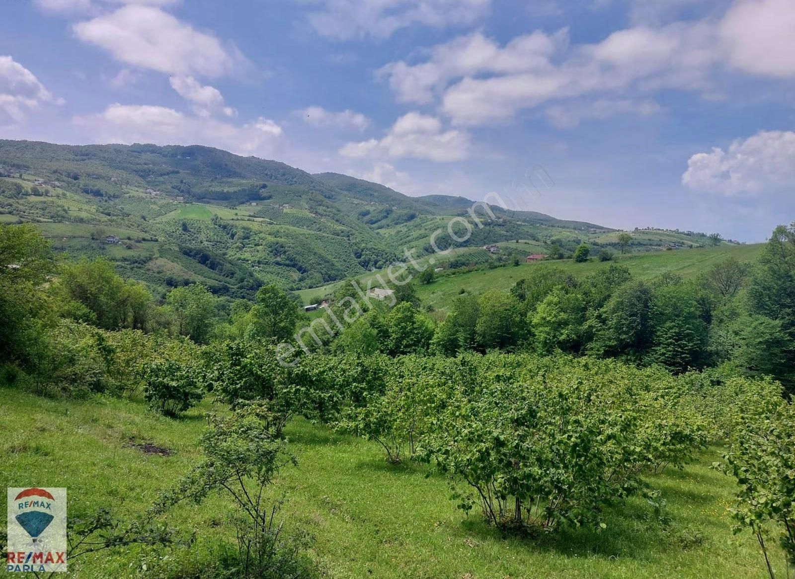 Remax Parla | Kurugökçe'de 11.5 Dönüm Tek Tapulu Fındık Bahçesi! - Görsel 14