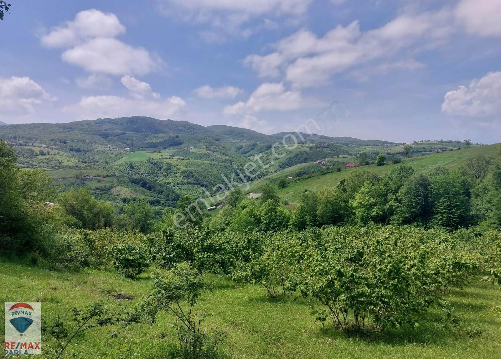 Remax Parla | Kurugökçe'de 11.5 Dönüm Tek Tapulu Fındık Bahçesi! - Görsel 16