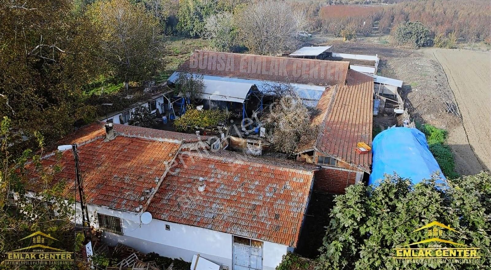Gürsu Da Satılık Çiftlik Ve Arazisi - Görsel 2