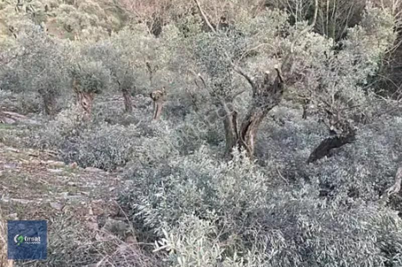 Alırken Kazanmanın Adresi ''fırsat Müzayede'' - Görsel 4