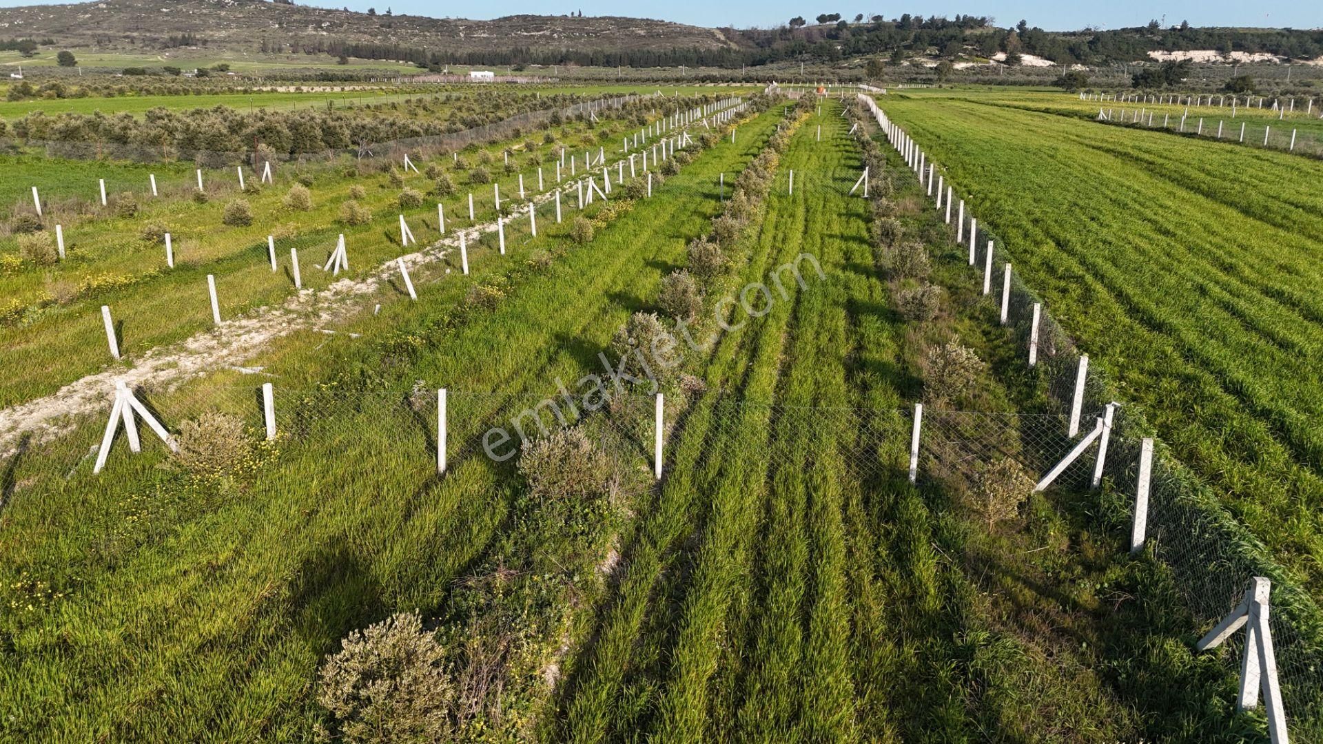 İzmir Menderes Tekeli 2 Ada 1 Parselde 30 Zeytin Ağaçlı 610m2 Hisse Tapulu Tarla - Görsel 14