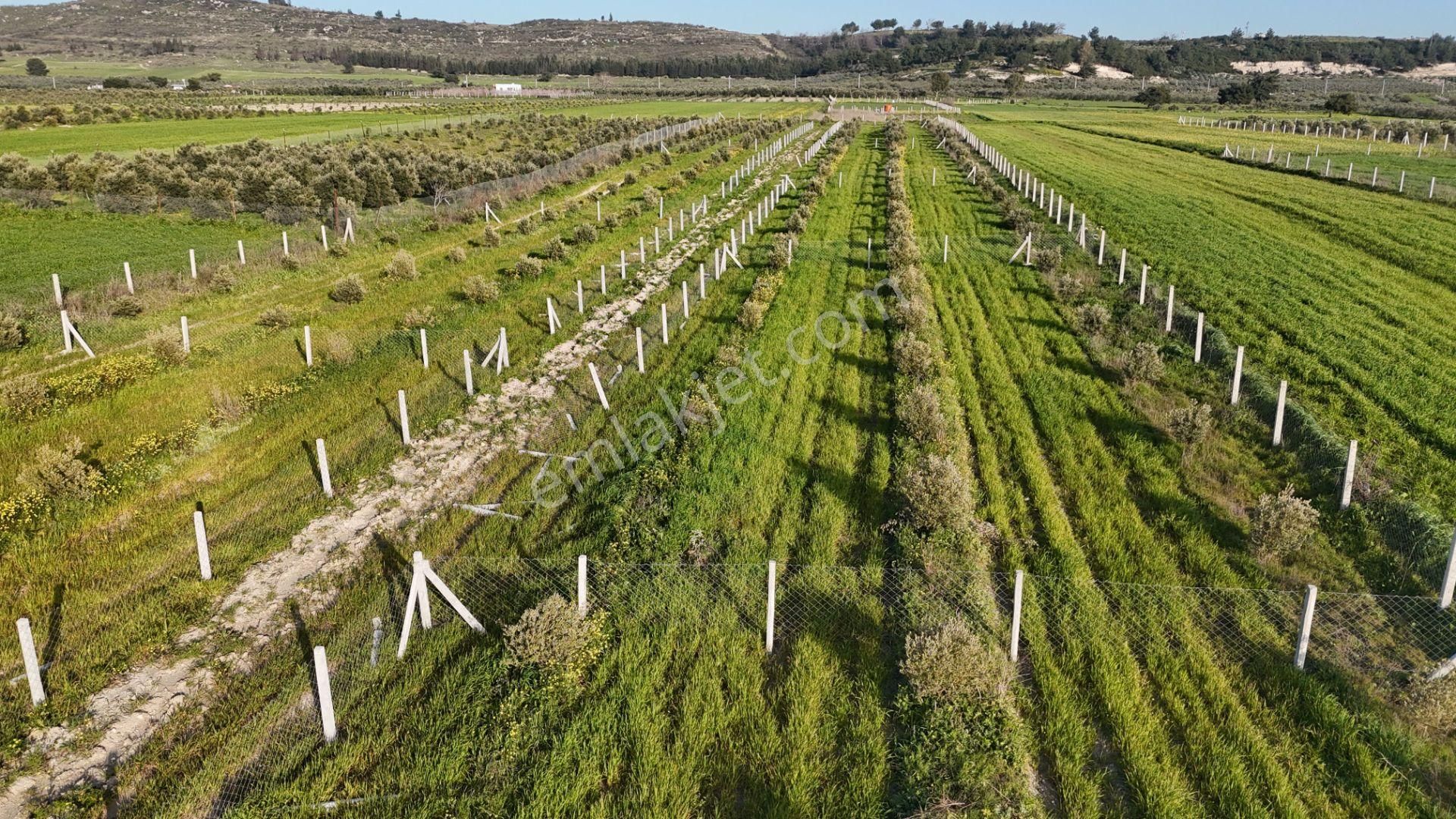 İzmir Menderes Tekeli 2 Ada 1 Parselde 30 Zeytin Ağaçlı 610m2 Hisse Tapulu Tarla - Görsel 21