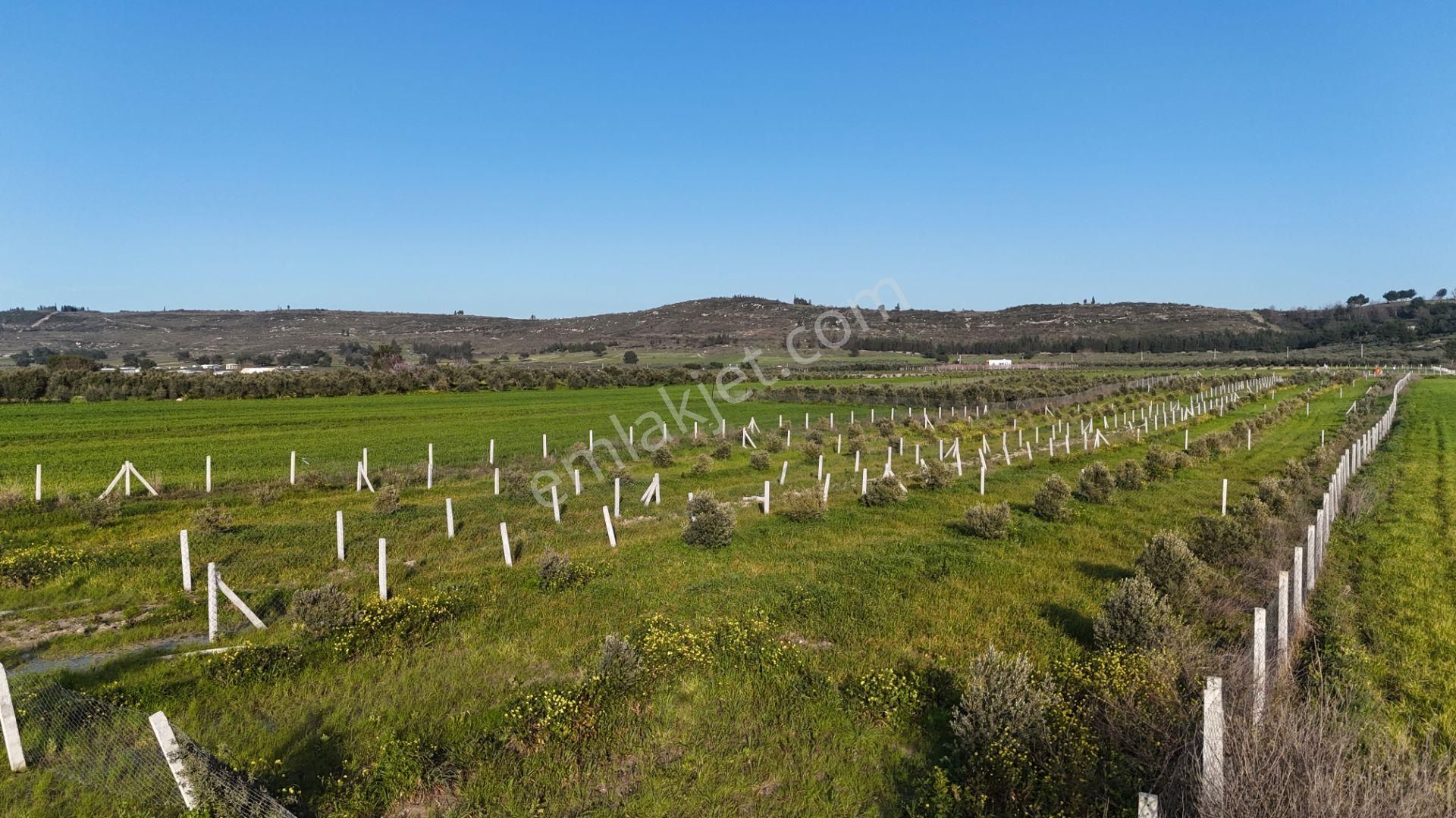 İzmir Menderes Tekeli 2 Ada 1 Parselde 30 Zeytin Ağaçlı 610m2 Hisse Tapulu Tarla - Görsel 32