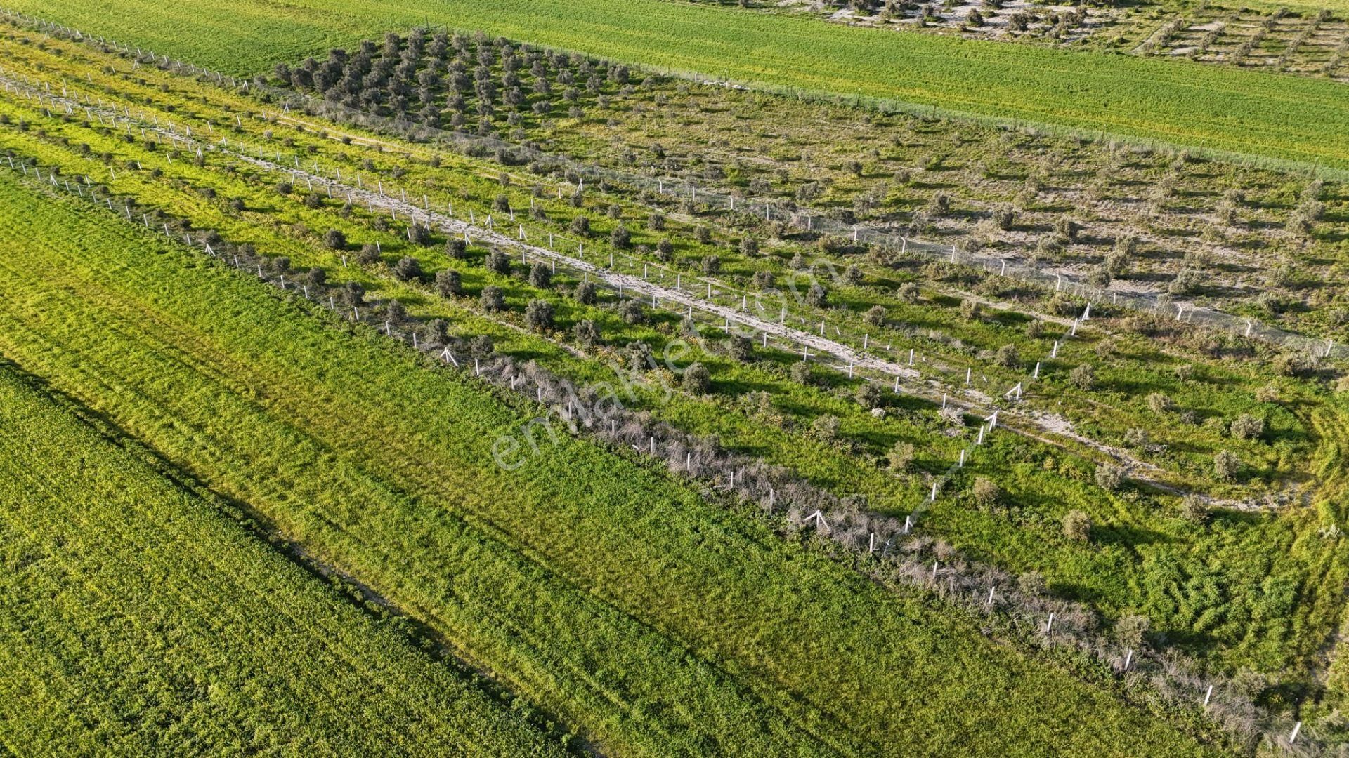İzmir Menderes Tekeli 2 Ada 1 Parselde 30 Zeytin Ağaçlı 610m2 Hisse Tapulu Tarla - Görsel 5