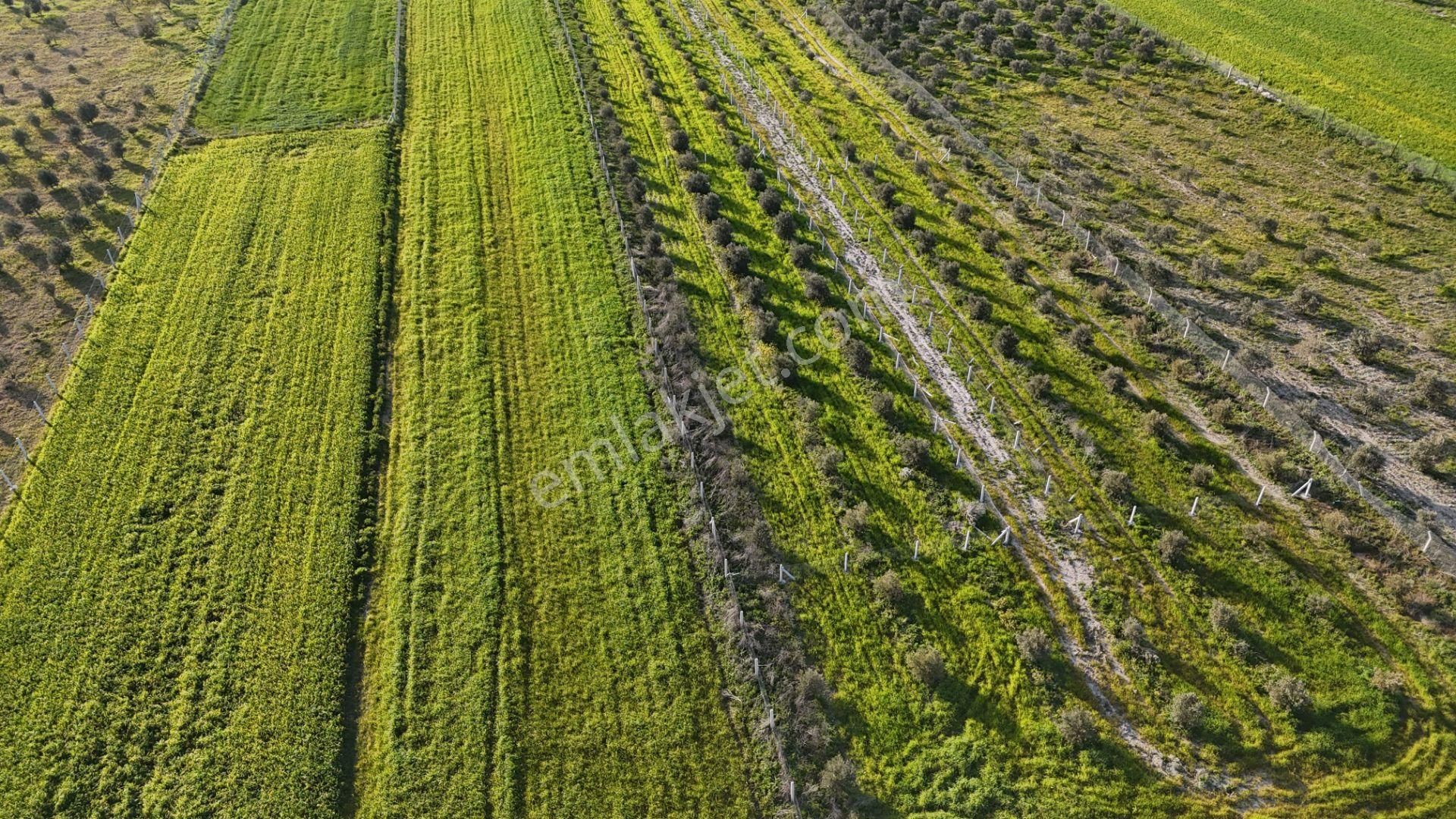 İzmir Menderes Tekeli 2 Ada 1 Parselde 30 Zeytin Ağaçlı 610m2 Hisse Tapulu Tarla - Görsel 25