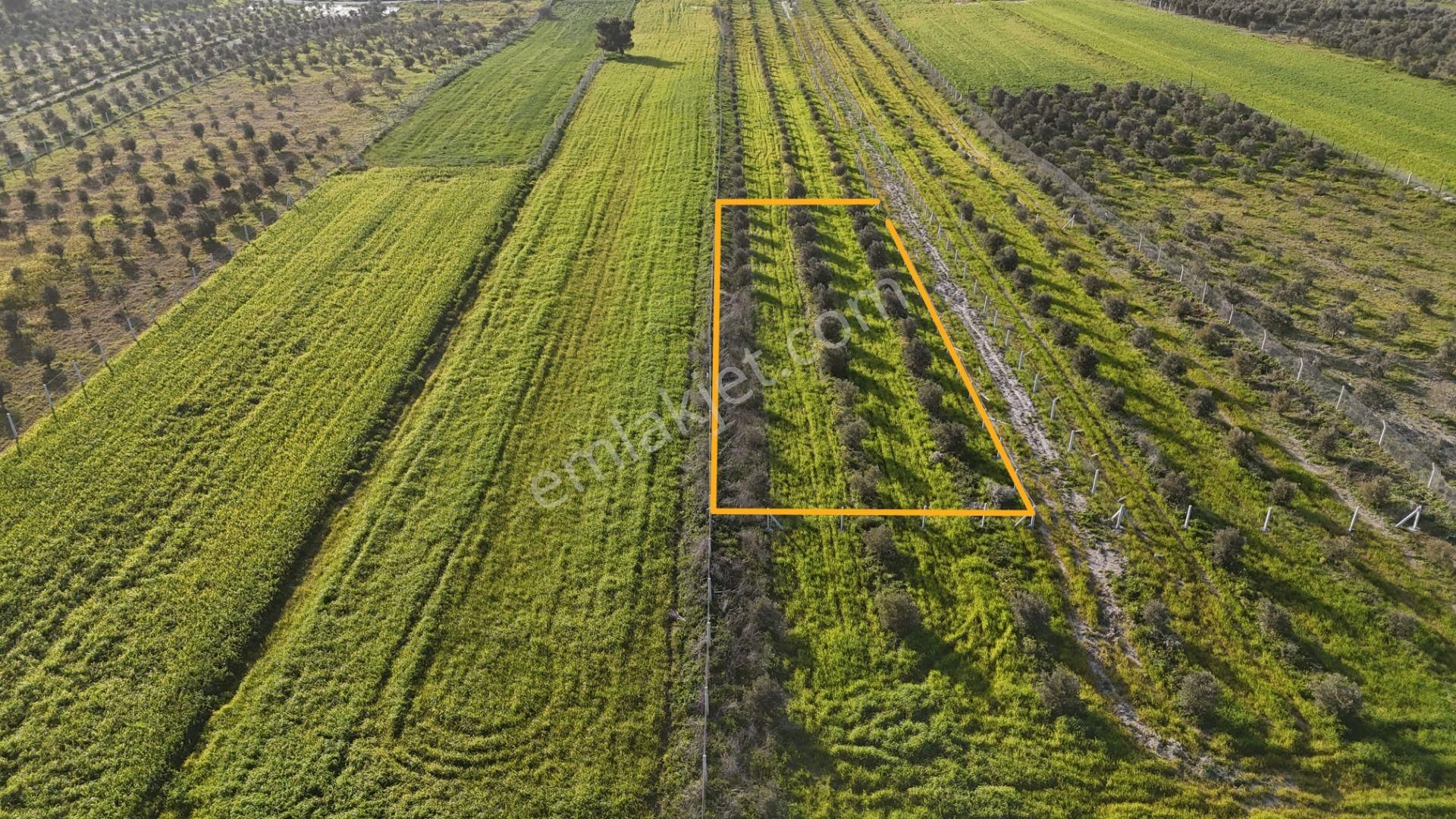 İzmir Menderes Tekeli 2 Ada 1 Parselde 30 Zeytin Ağaçlı 610m2 Hisse Tapulu Tarla - Görsel 12