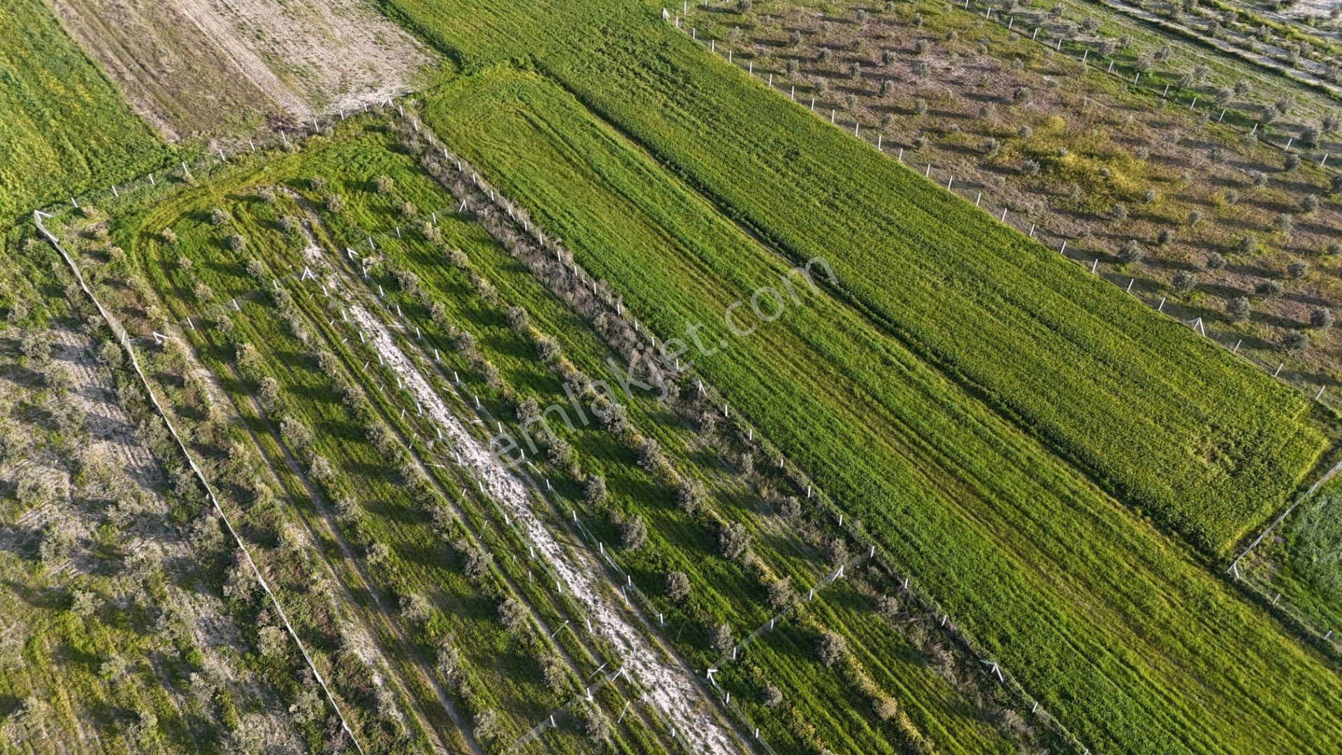 İzmir Menderes Tekeli 2 Ada 1 Parselde 30 Zeytin Ağaçlı 610m2 Hisse Tapulu Tarla - Görsel 17