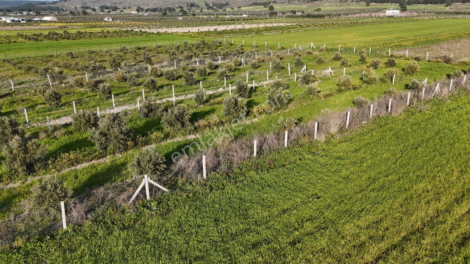 İzmir Menderes Tekeli 2 Ada 1 Parselde 30 Zeytin Ağaçlı 610m2 Hisse Tapulu Tarla - Görsel 19