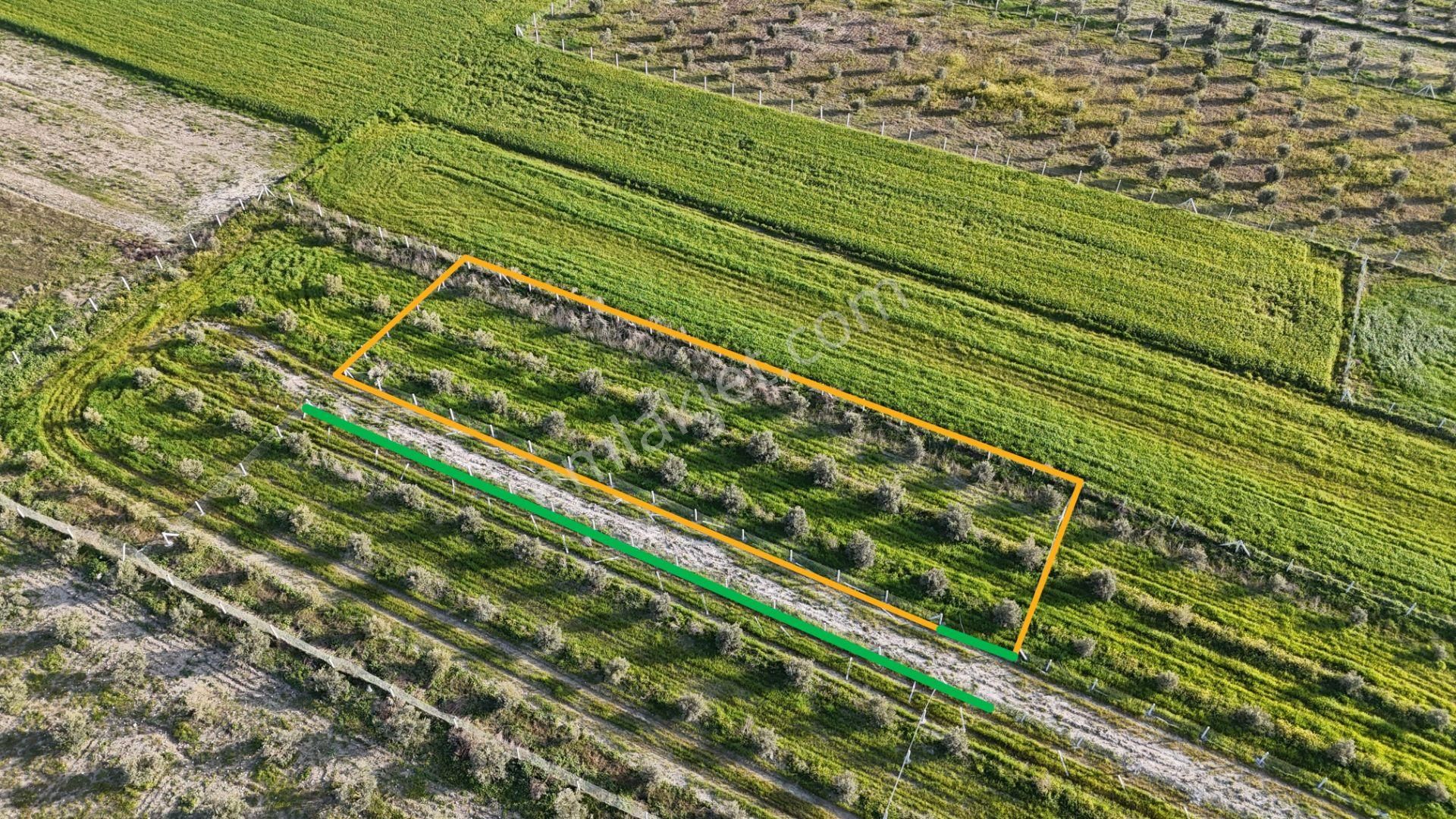 İzmir Menderes Tekeli 2 Ada 1 Parselde 30 Zeytin Ağaçlı 610m2 Hisse Tapulu Tarla - Görsel 10