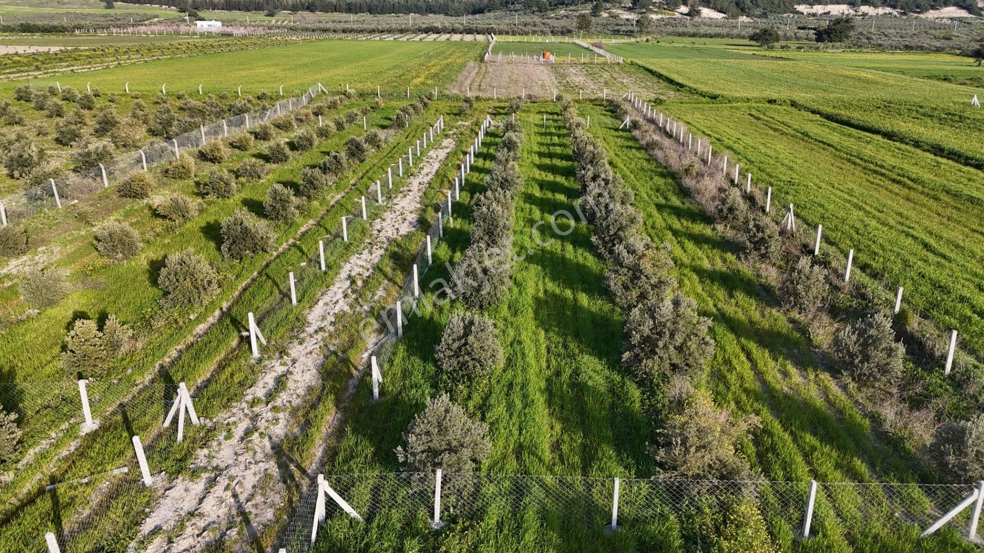 İzmir Menderes Tekeli 2 Ada 1 Parselde 30 Zeytin Ağaçlı 610m2 Hisse Tapulu Tarla - Görsel 29