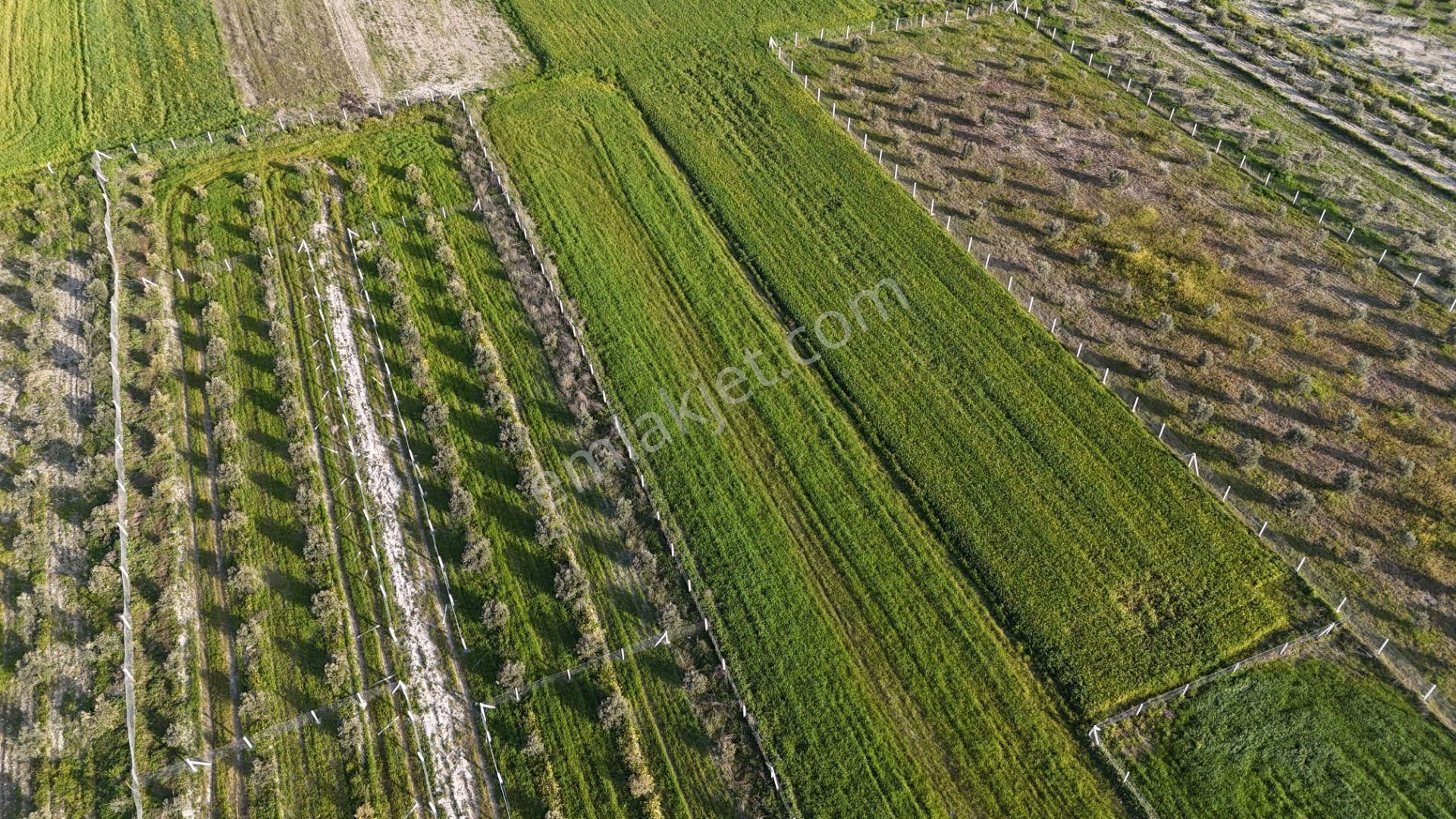 İzmir Menderes Tekeli 2 Ada 1 Parselde 30 Zeytin Ağaçlı 610m2 Hisse Tapulu Tarla - Görsel 18