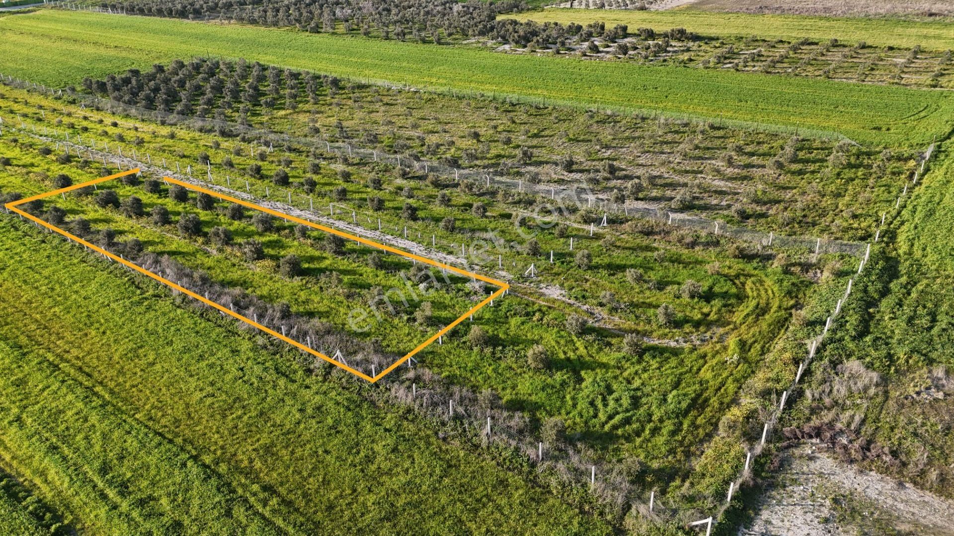 İzmir Menderes Tekeli 2 Ada 1 Parselde 30 Zeytin Ağaçlı 610m2 Hisse Tapulu Tarla - Görsel 3