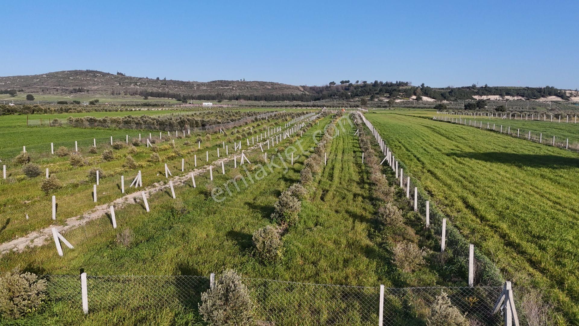 İzmir Menderes Tekeli 2 Ada 1 Parselde 30 Zeytin Ağaçlı 610m2 Hisse Tapulu Tarla - Görsel 7