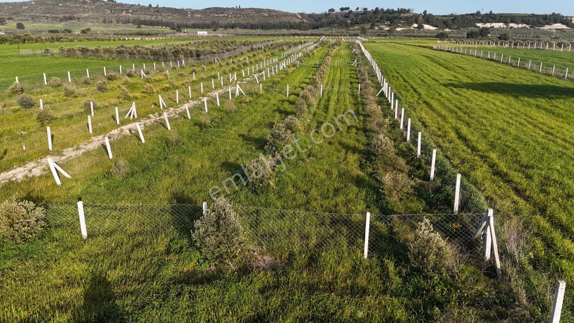 İzmir Menderes Tekeli 2 Ada 1 Parselde 30 Zeytin Ağaçlı 610m2 Hisse Tapulu Tarla - Görsel 6