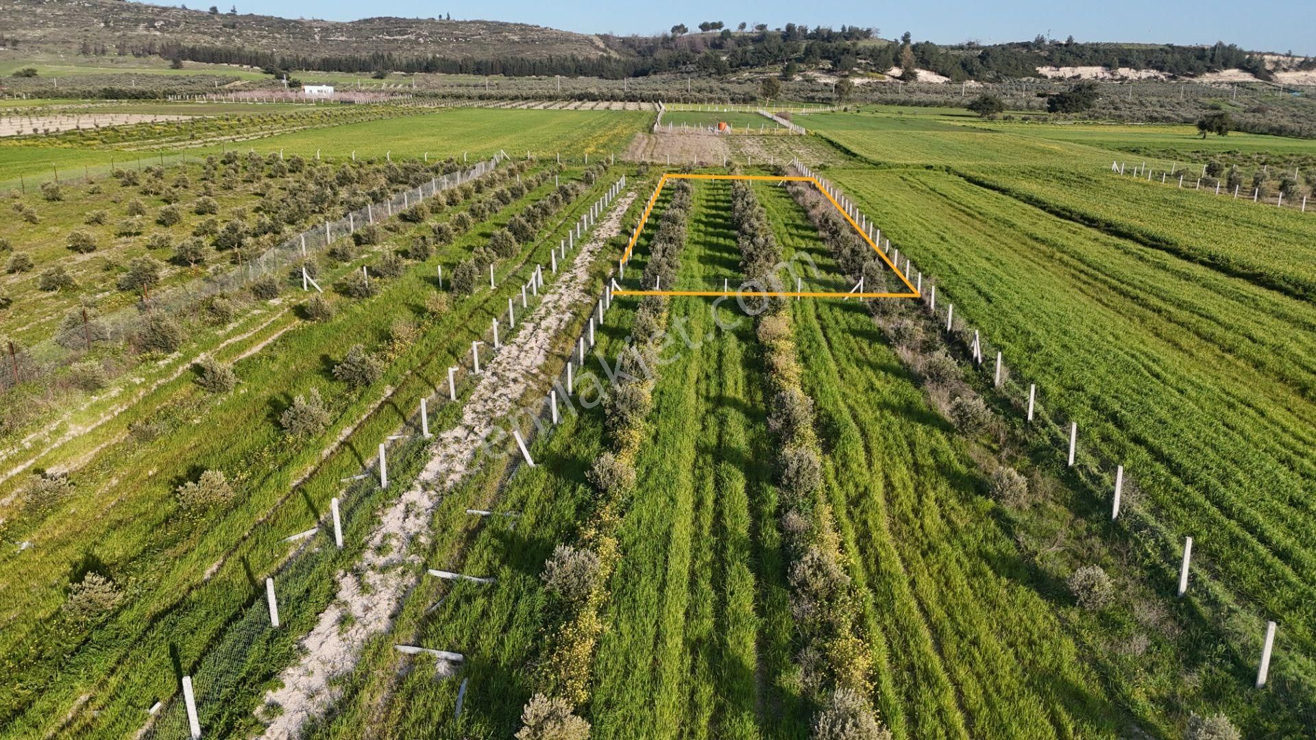 İzmir Menderes Tekeli 2 Ada 1 Parselde 30 Zeytin Ağaçlı 610m2 Hisse Tapulu Tarla - Görsel 22