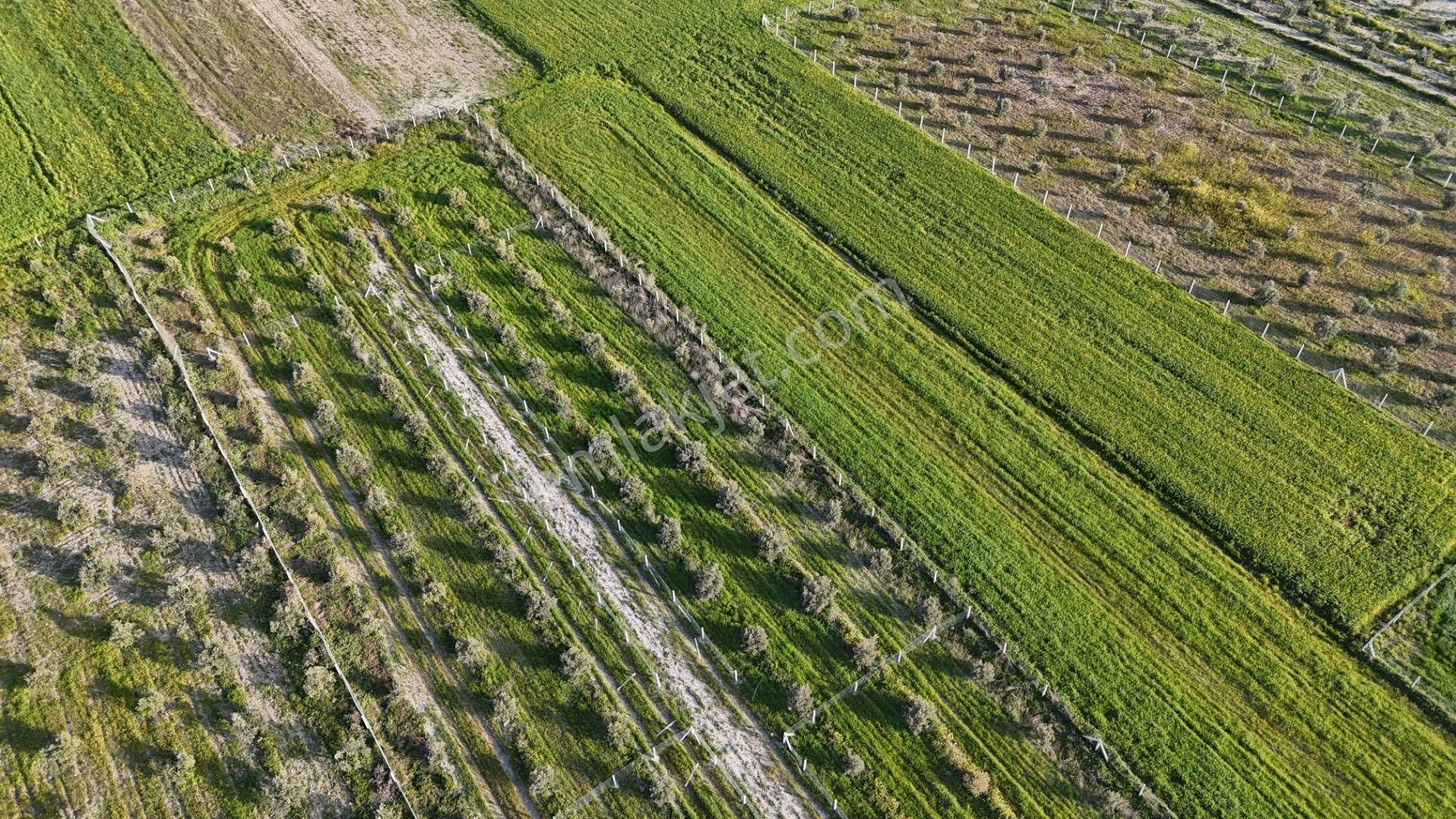 İzmir Menderes Tekeli 2 Ada 1 Parselde 30 Zeytin Ağaçlı 610m2 Hisse Tapulu Tarla - Görsel 30