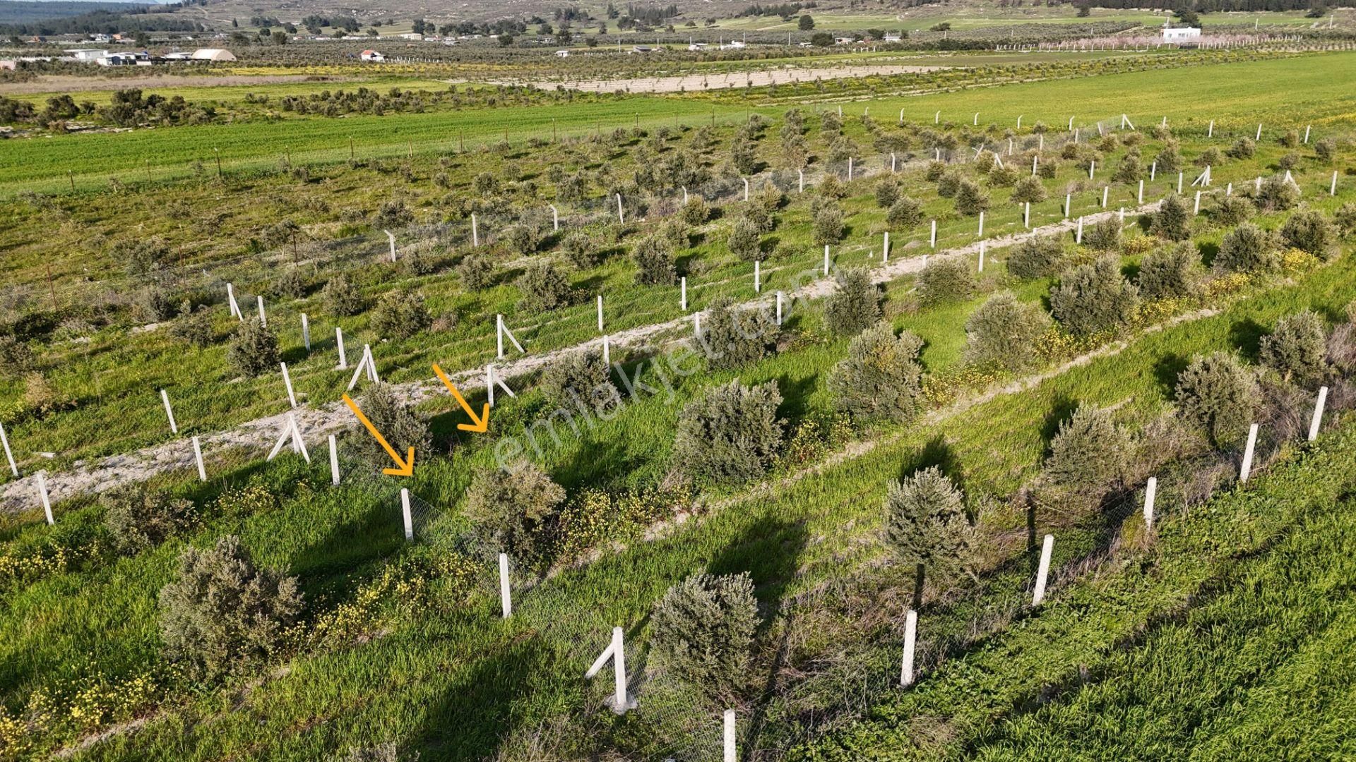 İzmir Menderes Tekeli 2 Ada 1 Parselde 30 Zeytin Ağaçlı 610m2 Hisse Tapulu Tarla - Görsel 8
