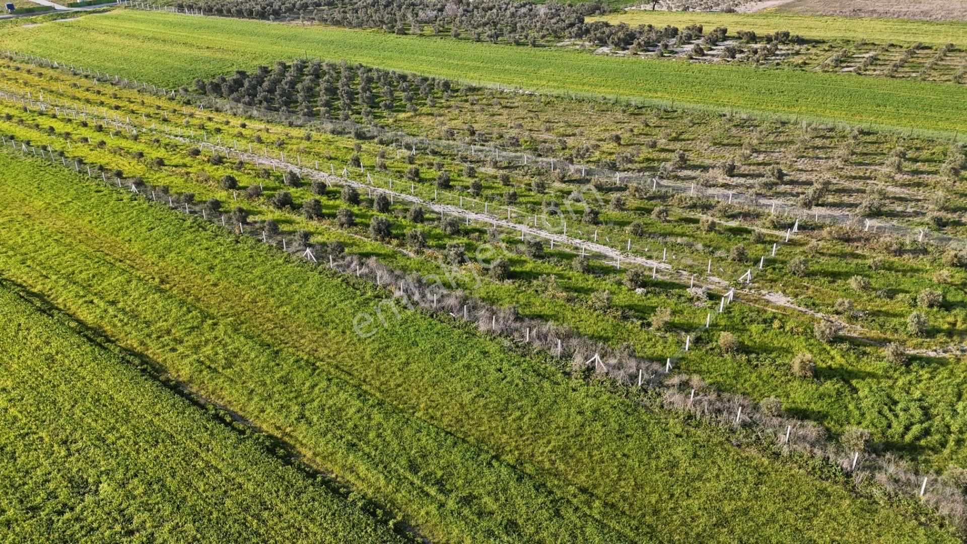 İzmir Menderes Tekeli 2 Ada 1 Parselde 30 Zeytin Ağaçlı 610m2 Hisse Tapulu Tarla - Görsel 15