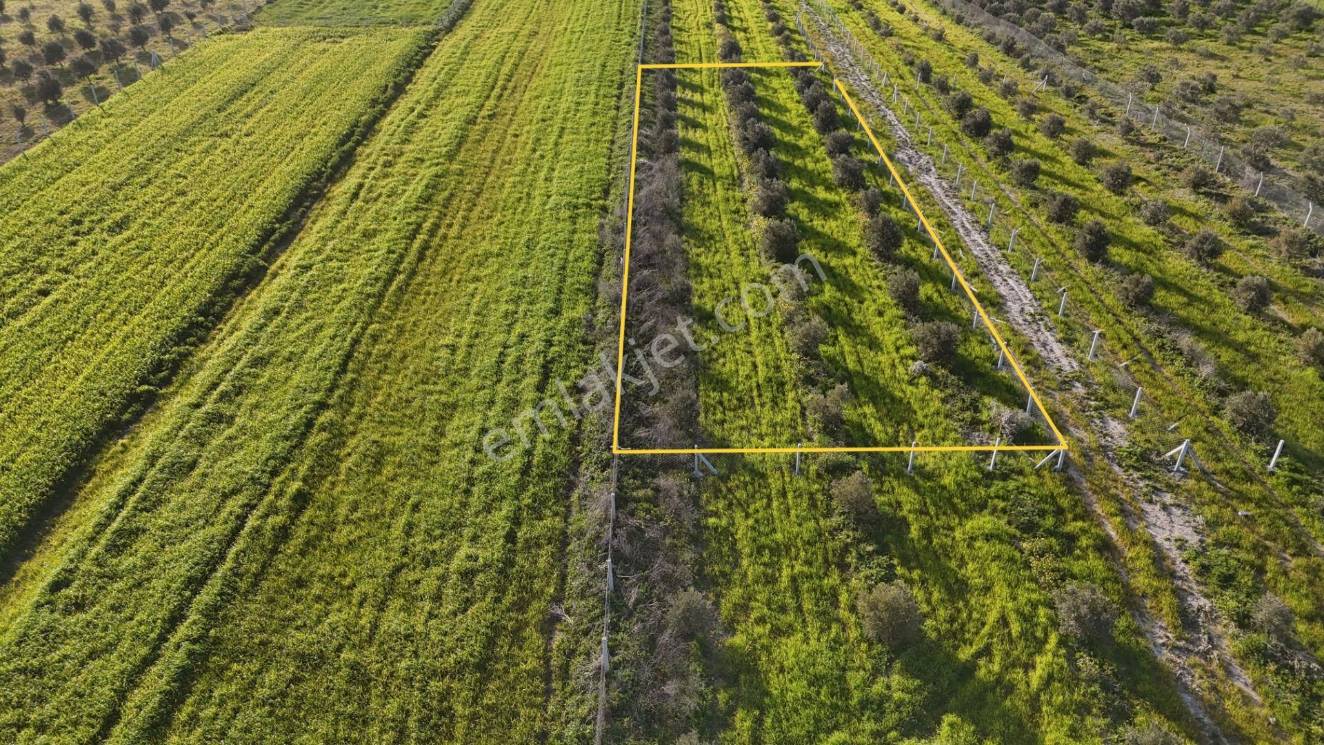 İzmir Menderes Tekeli 2 Ada 1 Parselde 30 Zeytin Ağaçlı 610m2 Hisse Tapulu Tarla - Görsel 9