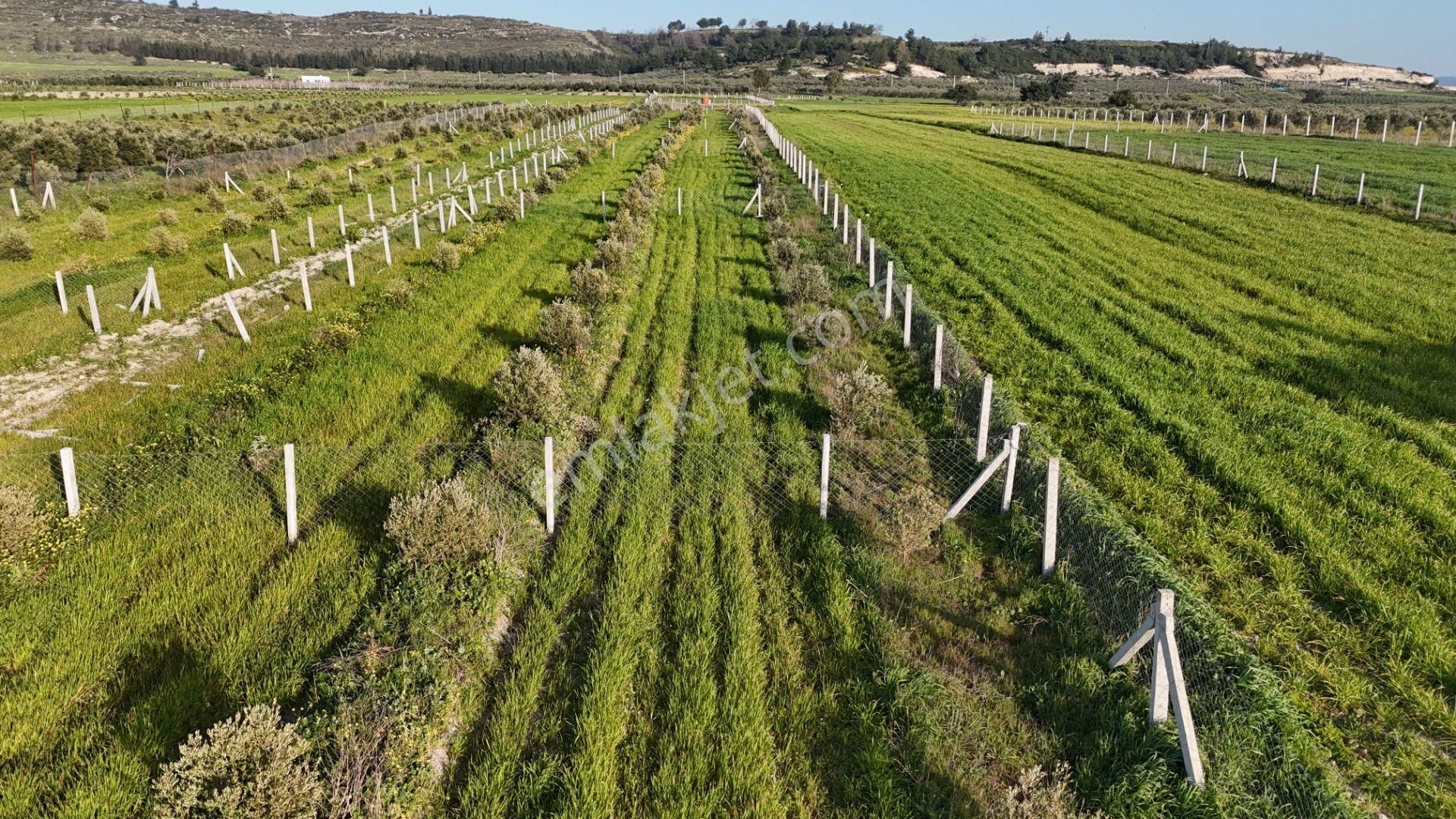İzmir Menderes Tekeli 2 Ada 1 Parselde 30 Zeytin Ağaçlı 610m2 Hisse Tapulu Tarla - Görsel 23