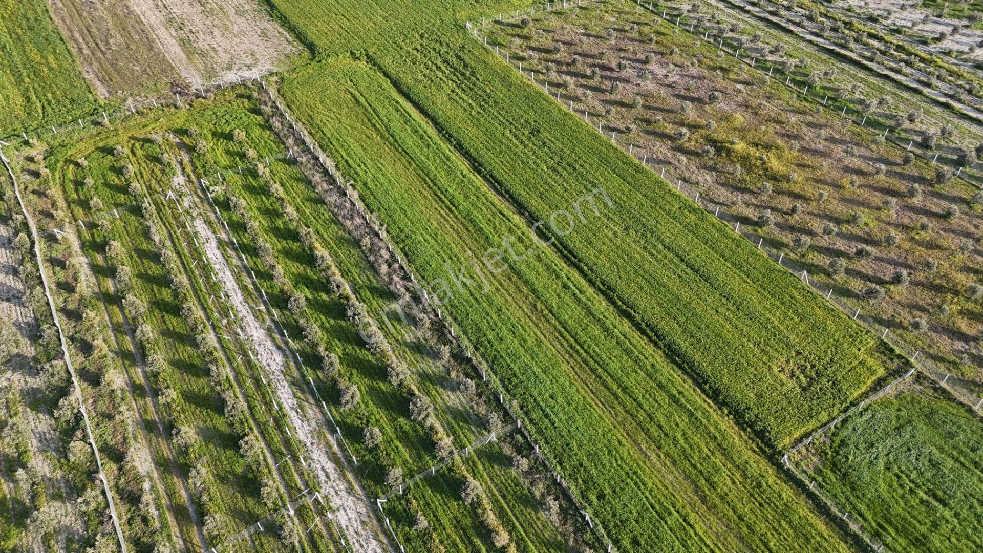 İzmir Menderes Tekeli 2 Ada 1 Parselde 30 Zeytin Ağaçlı 610m2 Hisse Tapulu Tarla - Görsel 20