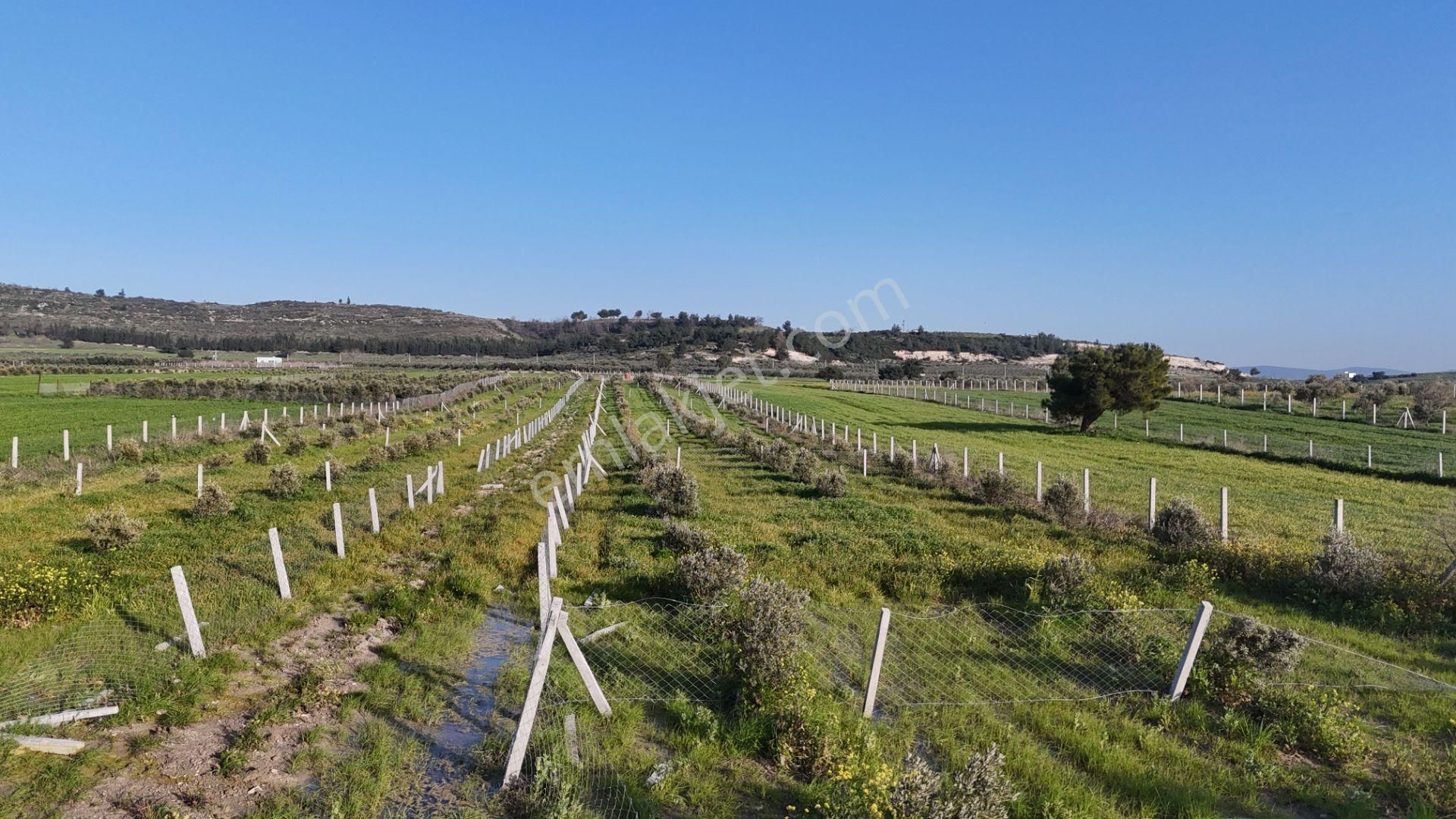İzmir Menderes Tekeli 2 Ada 1 Parselde 30 Zeytin Ağaçlı 610m2 Hisse Tapulu Tarla - Görsel 24