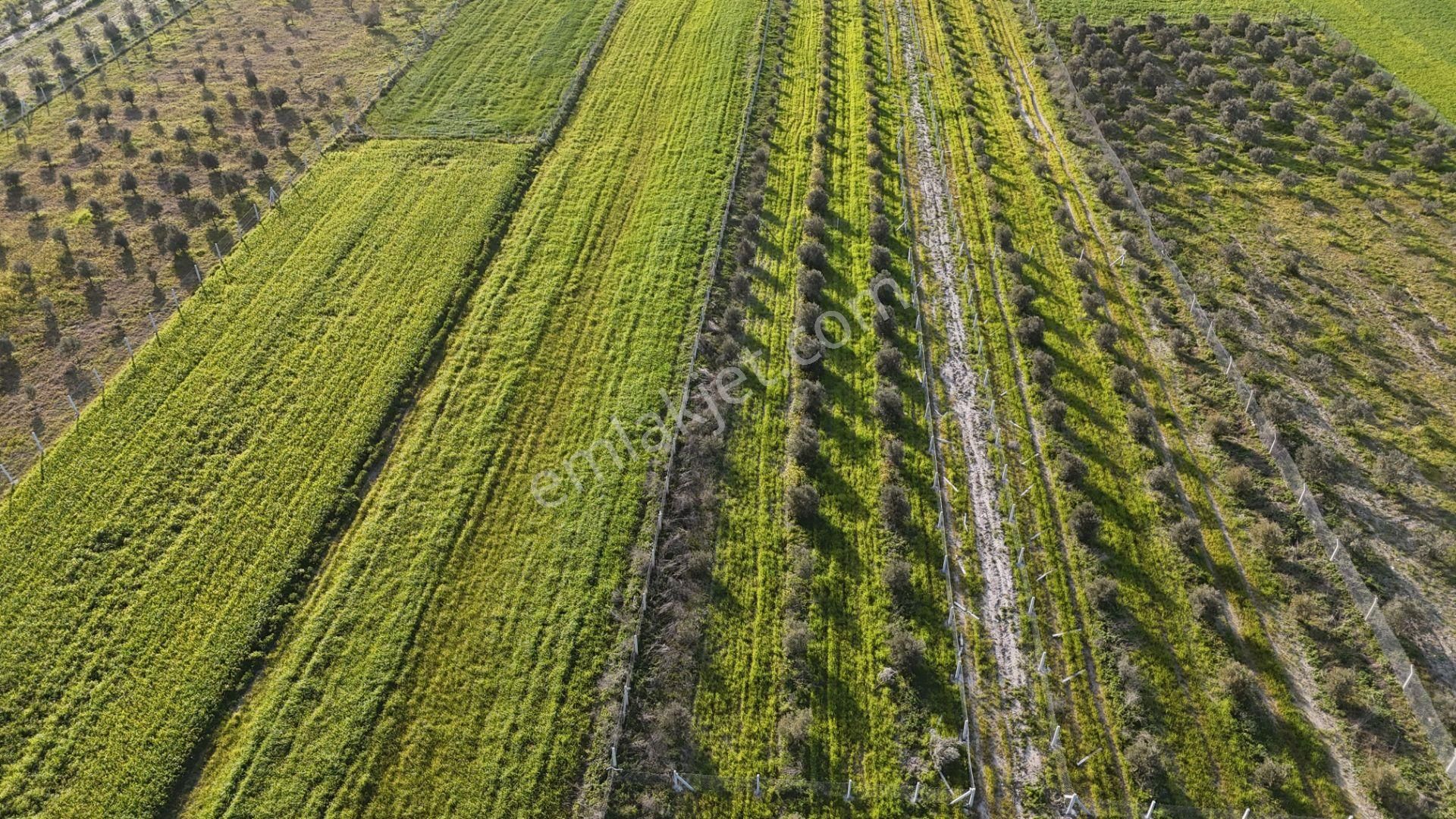 İzmir Menderes Tekeli 2 Ada 1 Parselde 30 Zeytin Ağaçlı 610m2 Hisse Tapulu Tarla - Görsel 11