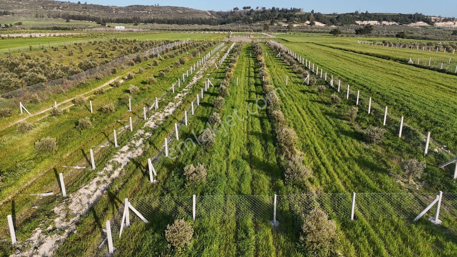 İzmir Menderes Tekeli 2 Ada 1 Parselde 30 Zeytin Ağaçlı 610m2 Hisse Tapulu Tarla - Görsel 26