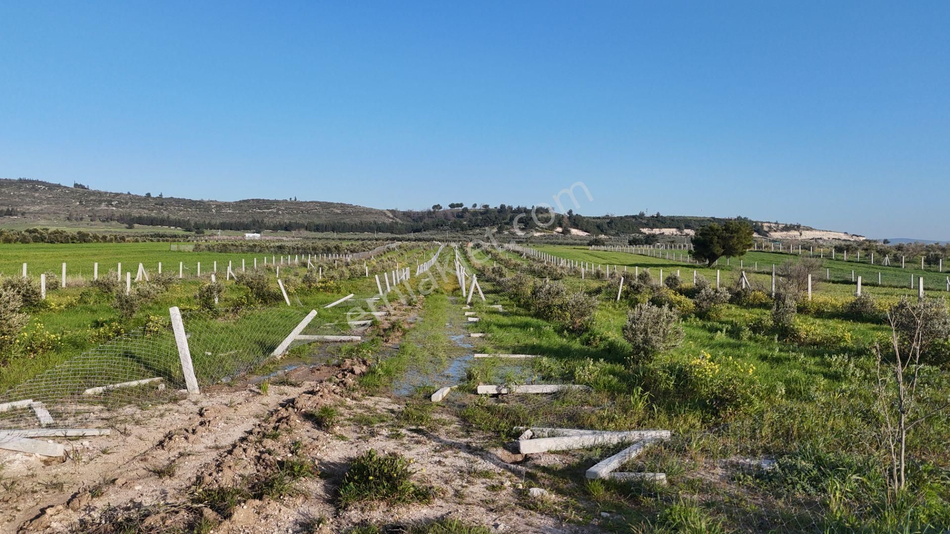 İzmir Menderes Tekeli 2 Ada 1 Parselde 30 Zeytin Ağaçlı 610m2 Hisse Tapulu Tarla - Görsel 27
