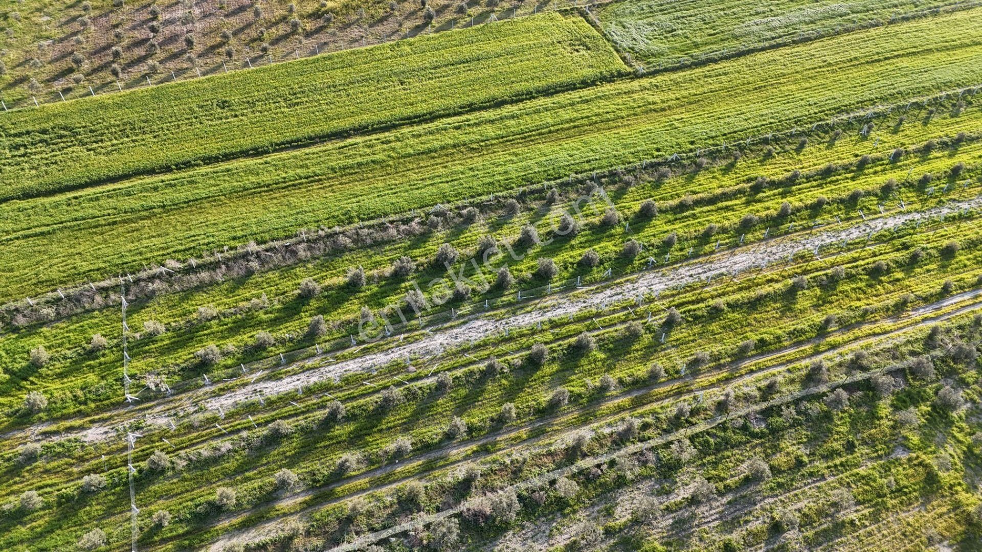 İzmir Menderes Tekeli 2 Ada 1 Parselde 30 Zeytin Ağaçlı 610m2 Hisse Tapulu Tarla - Görsel 16