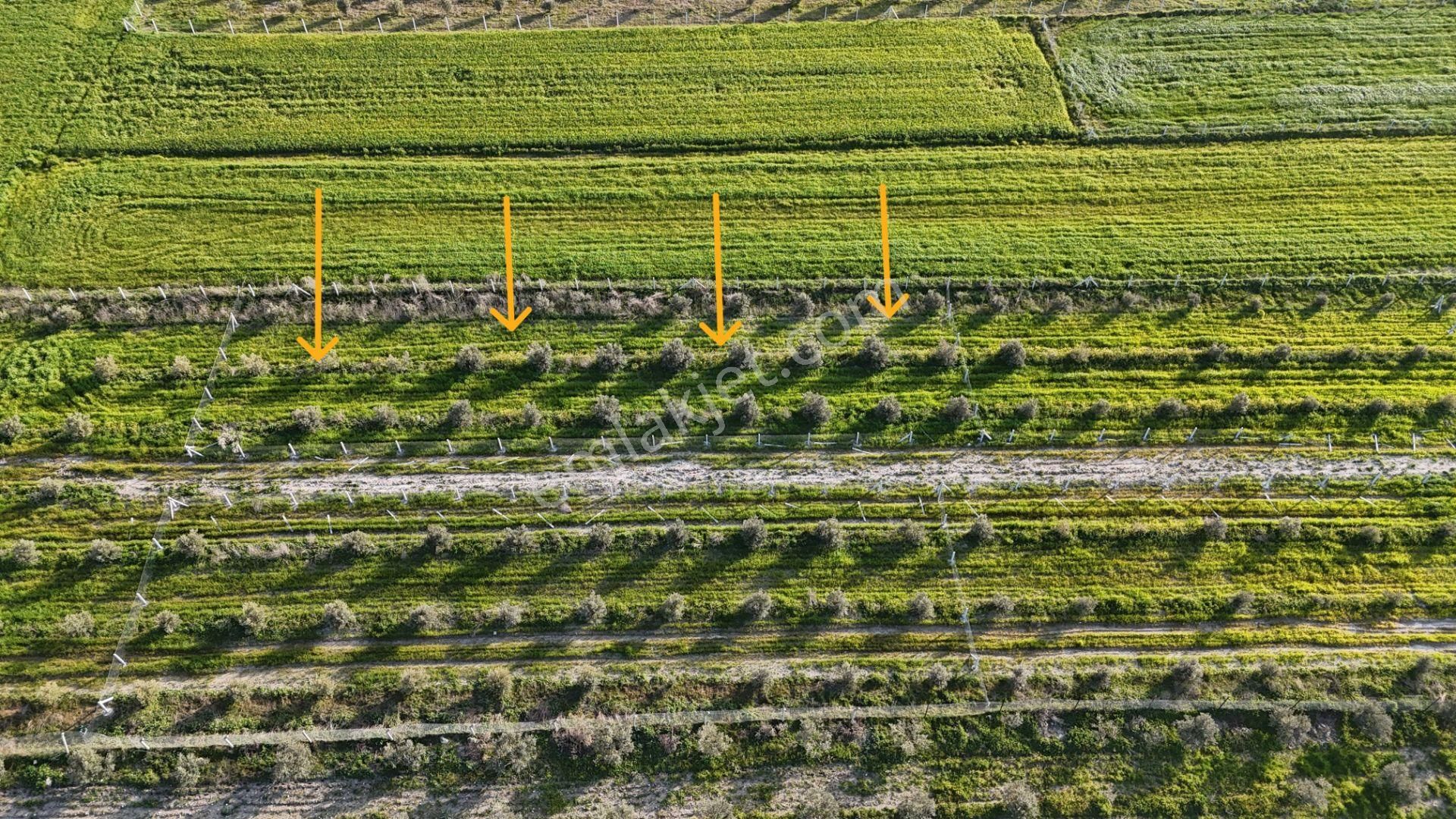 İzmir Menderes Tekeli 2 Ada 1 Parselde 30 Zeytin Ağaçlı 610m2 Hisse Tapulu Tarla - Görsel 13
