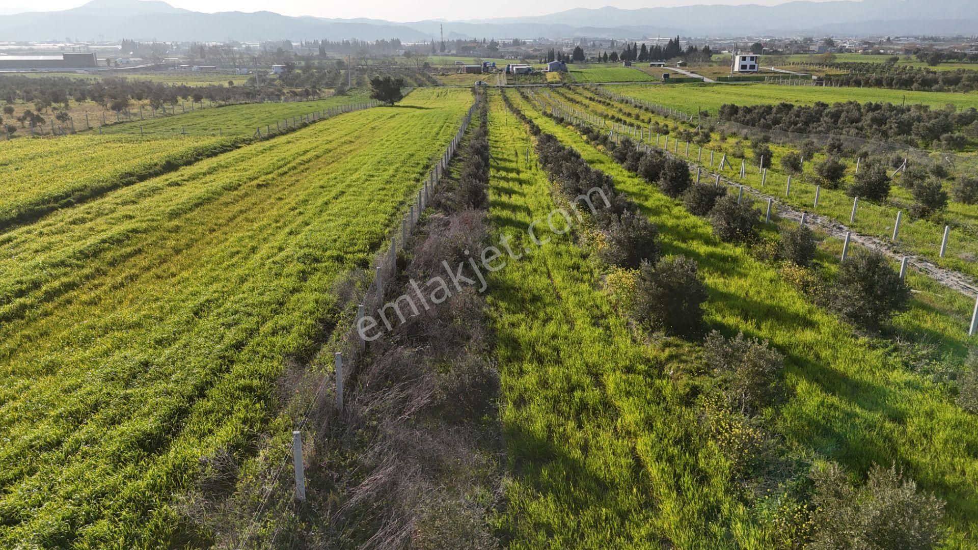 İzmir Menderes Tekeli 2 Ada 1 Parselde 30 Zeytin Ağaçlı 610m2 Hisse Tapulu Tarla - Görsel 28