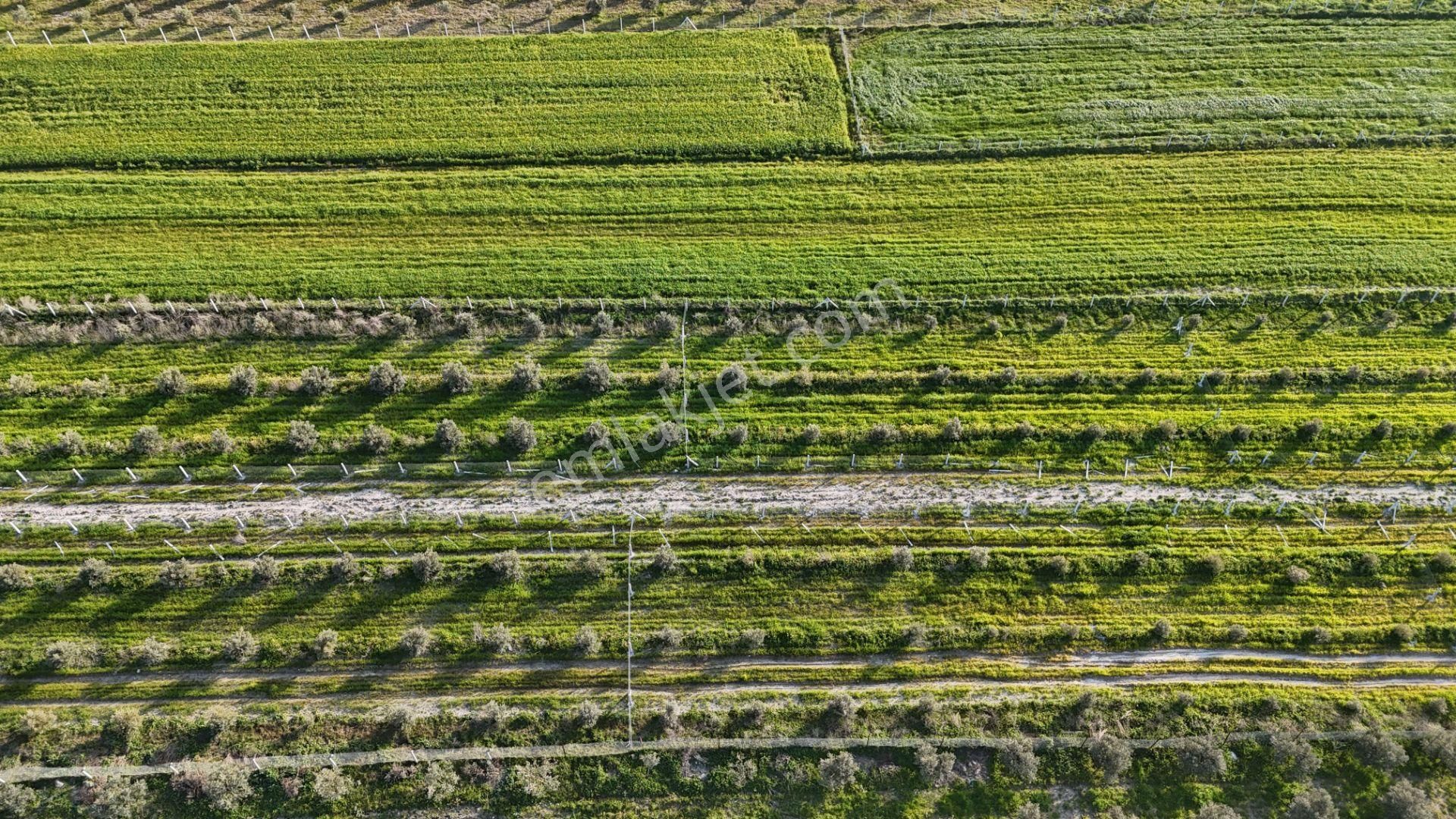 İzmir Menderes Tekeli 2 Ada 1 Parselde 30 Zeytin Ağaçlı 610m2 Hisse Tapulu Tarla - Görsel 31