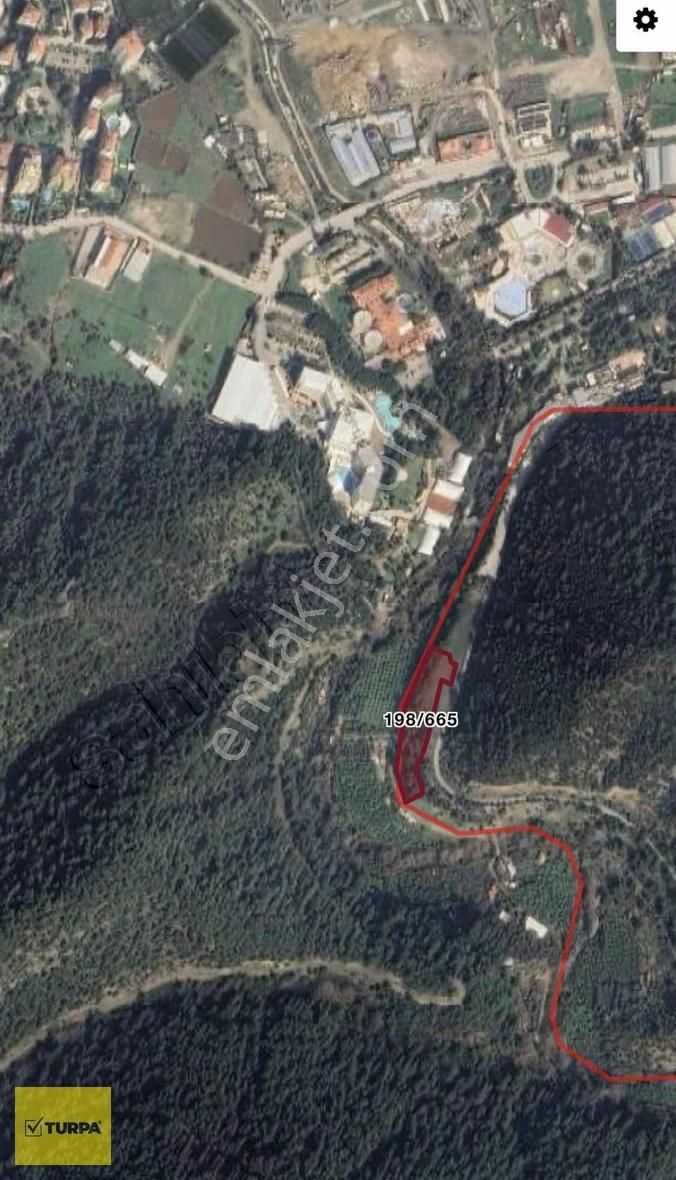 Turpa Balçovadan Kaçırılmaz Yatırım Fırsatı Satılık Zeytinlik