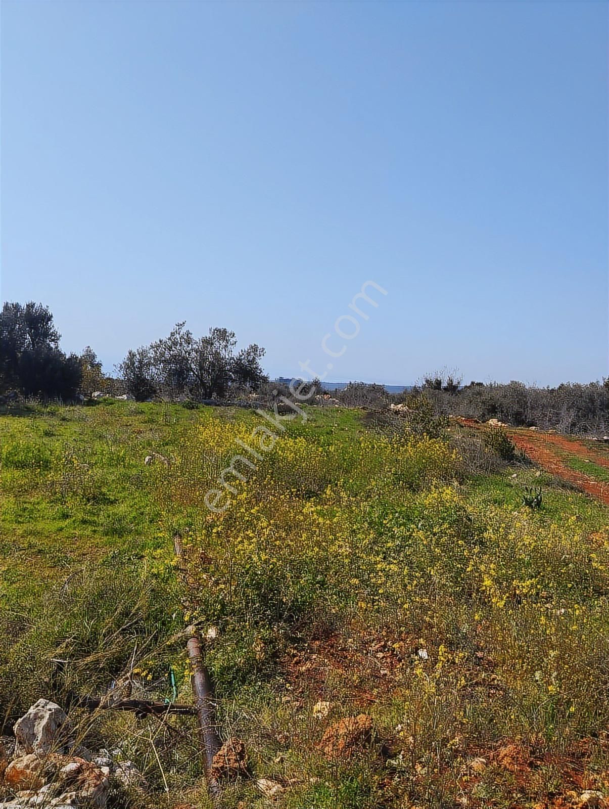 Ayaş Kanlıdivanede Satılık İmar Edilmiş Tarla