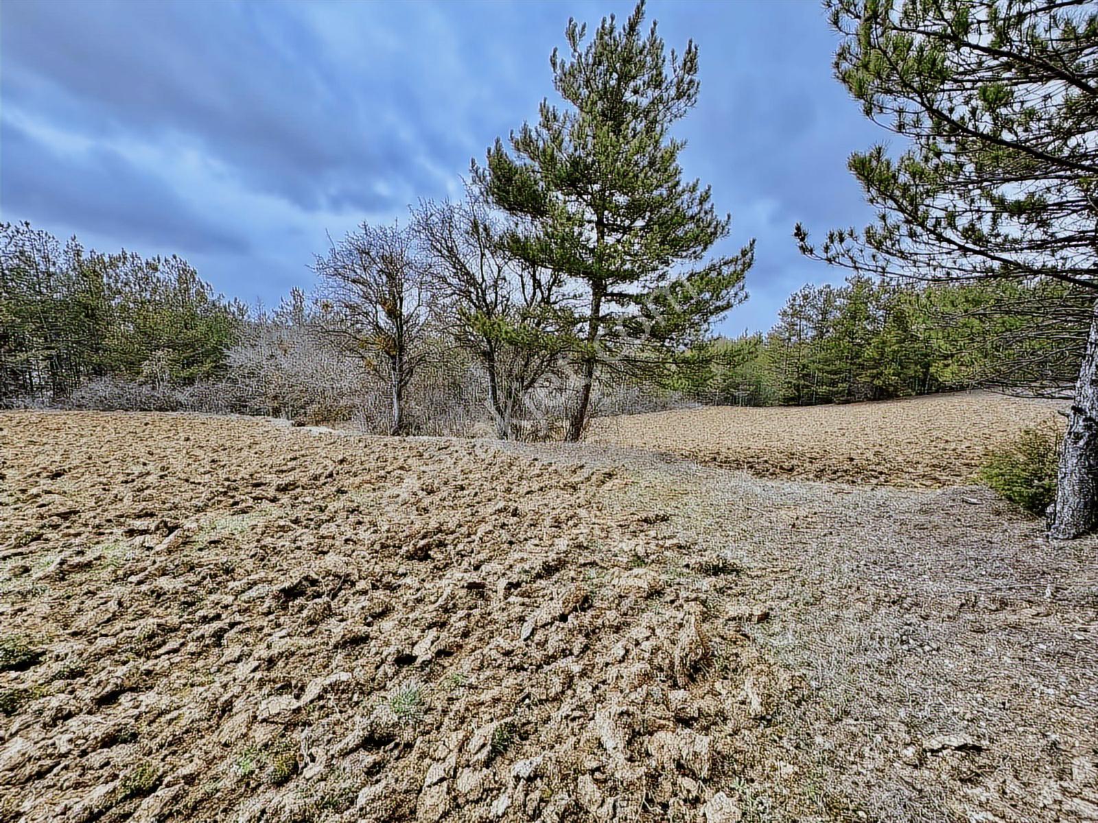 Satılık Saklı Cennet! 7 Dönüm Arazi,3.500 M2'si Özel Çam Ormanlı - Görsel 31