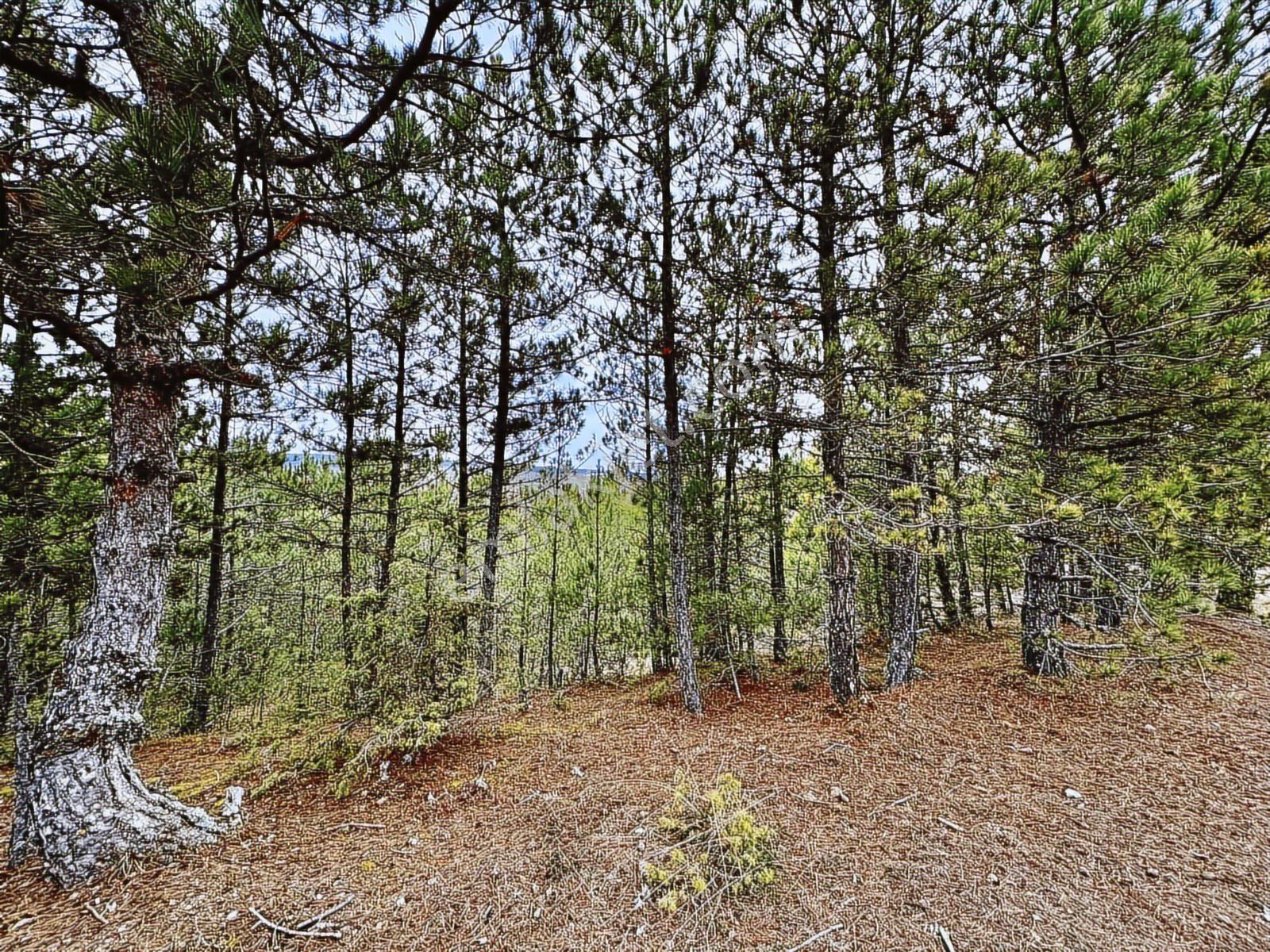 Satılık Saklı Cennet! 7 Dönüm Arazi,3.500 M2'si Özel Çam Ormanlı - Görsel 21