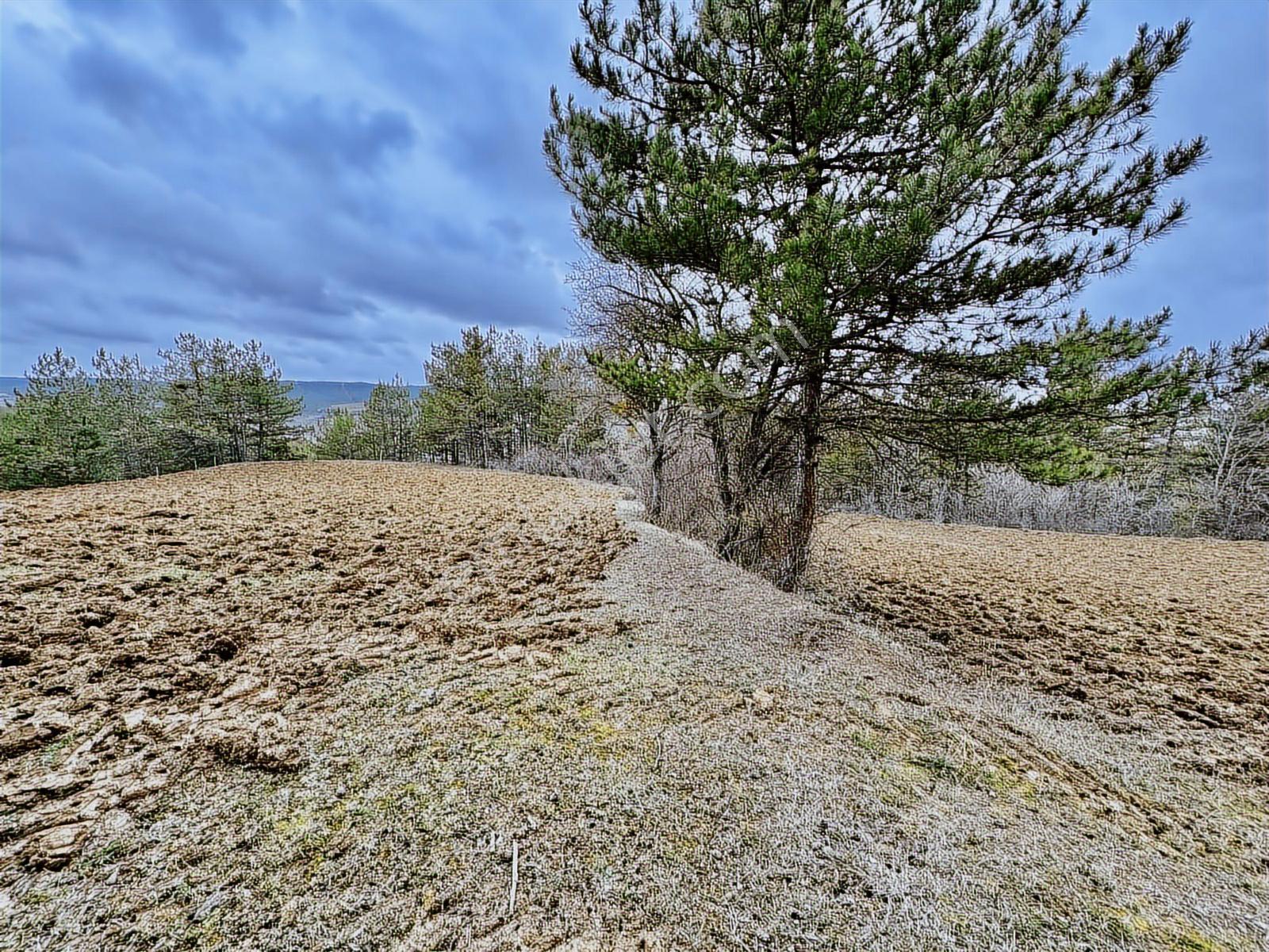Satılık Saklı Cennet! 7 Dönüm Arazi,3.500 M2'si Özel Çam Ormanlı - Görsel 2