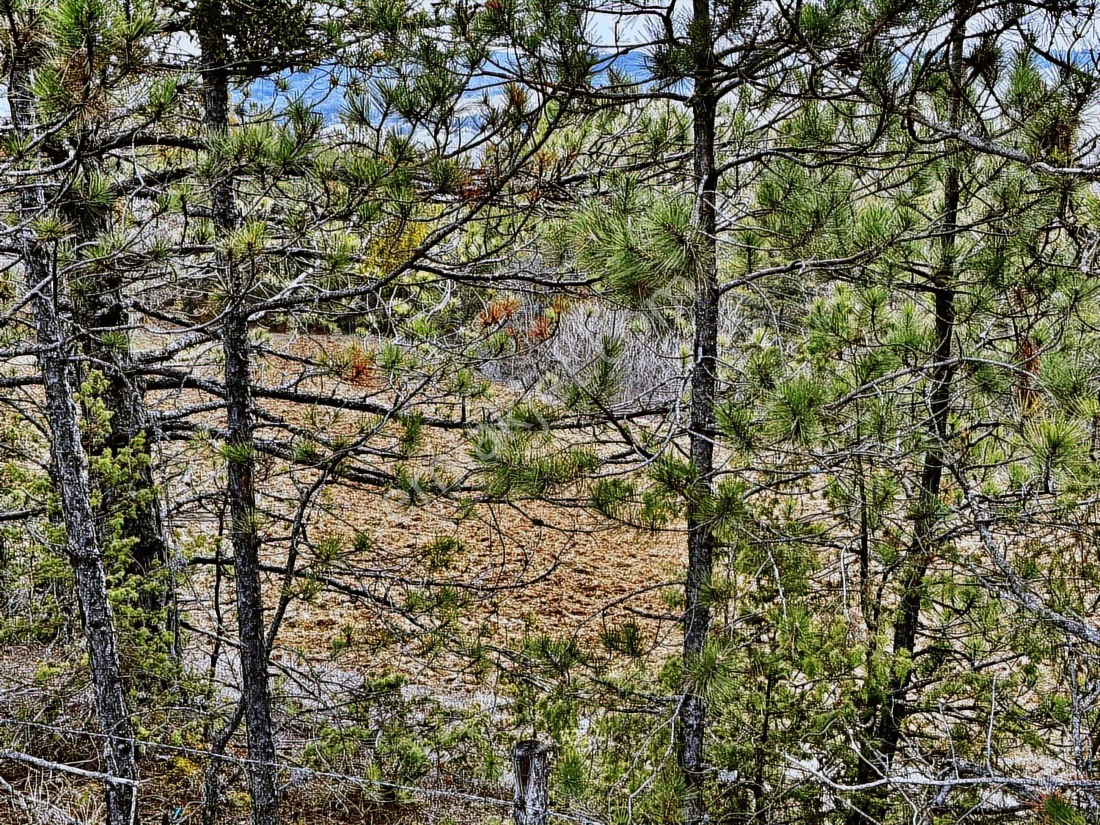 Satılık Saklı Cennet! 7 Dönüm Arazi,3.500 M2'si Özel Çam Ormanlı - Görsel 32