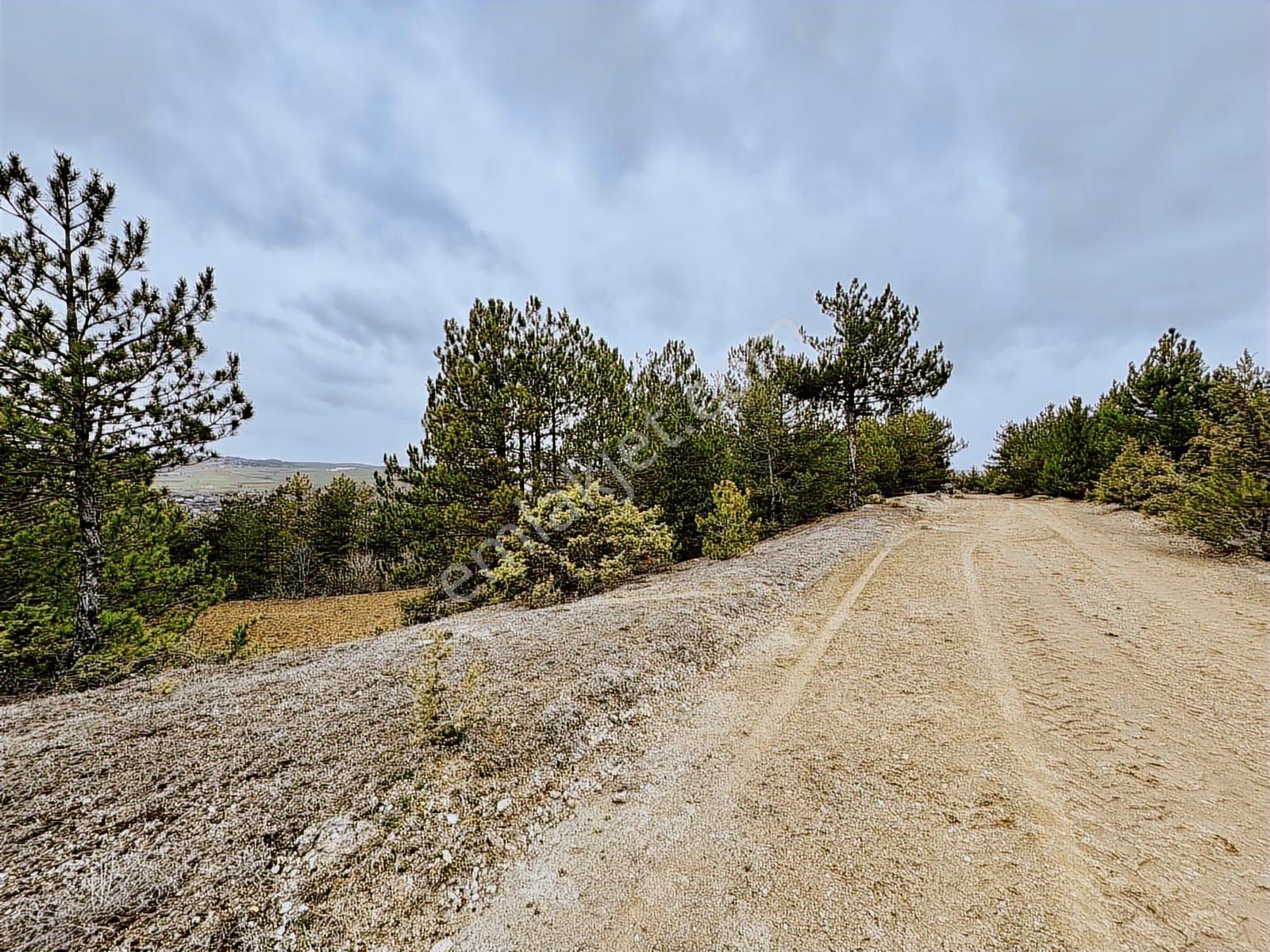 Satılık Saklı Cennet! 7 Dönüm Arazi,3.500 M2'si Özel Çam Ormanlı - Görsel 6