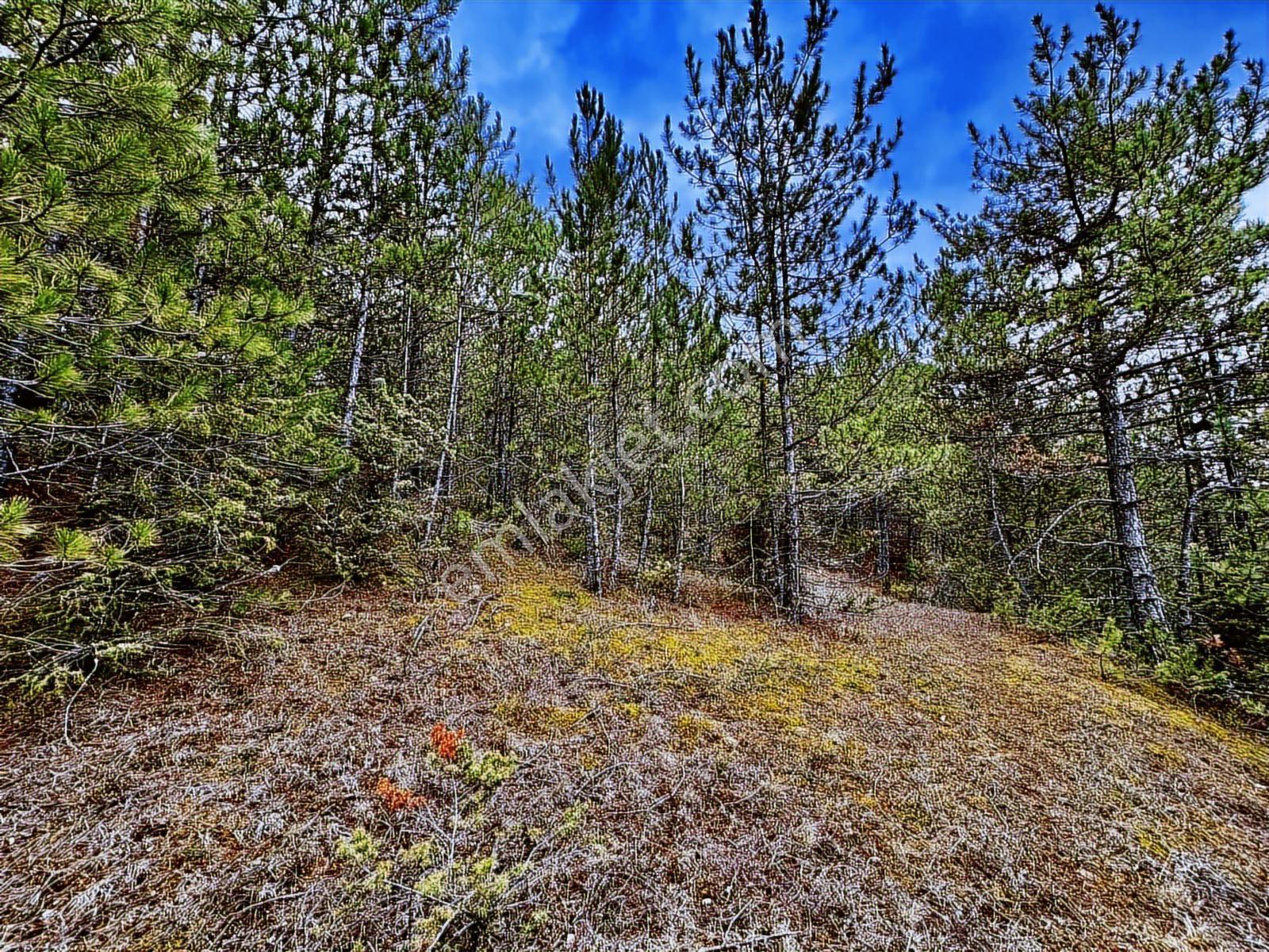 Satılık Saklı Cennet! 7 Dönüm Arazi,3.500 M2'si Özel Çam Ormanlı - Görsel 3