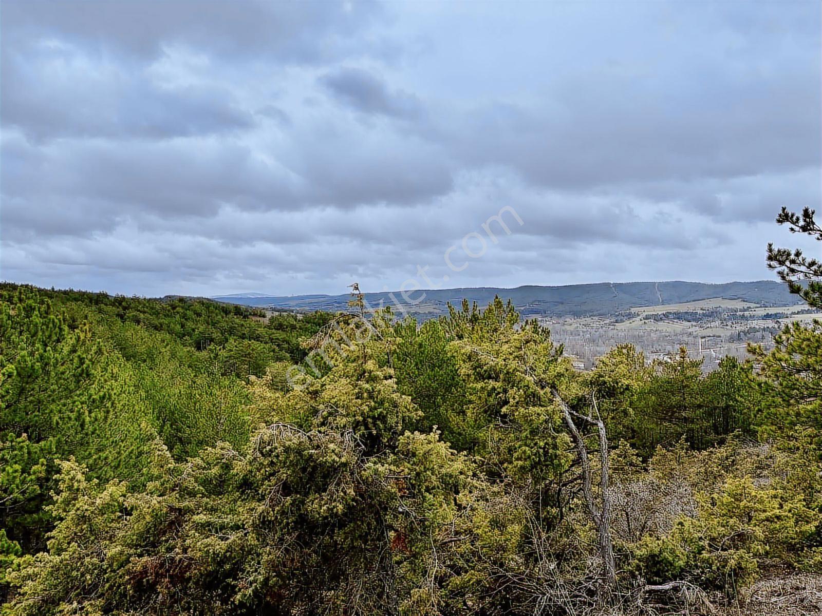 Satılık Saklı Cennet! 7 Dönüm Arazi,3.500 M2'si Özel Çam Ormanlı - Görsel 22