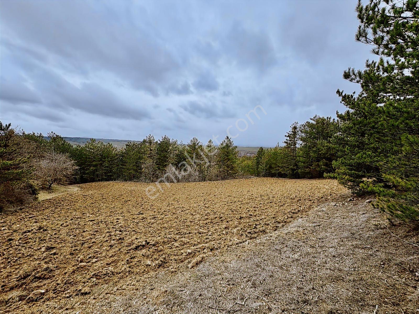 Satılık Saklı Cennet! 7 Dönüm Arazi,3.500 M2'si Özel Çam Ormanlı - Görsel 35