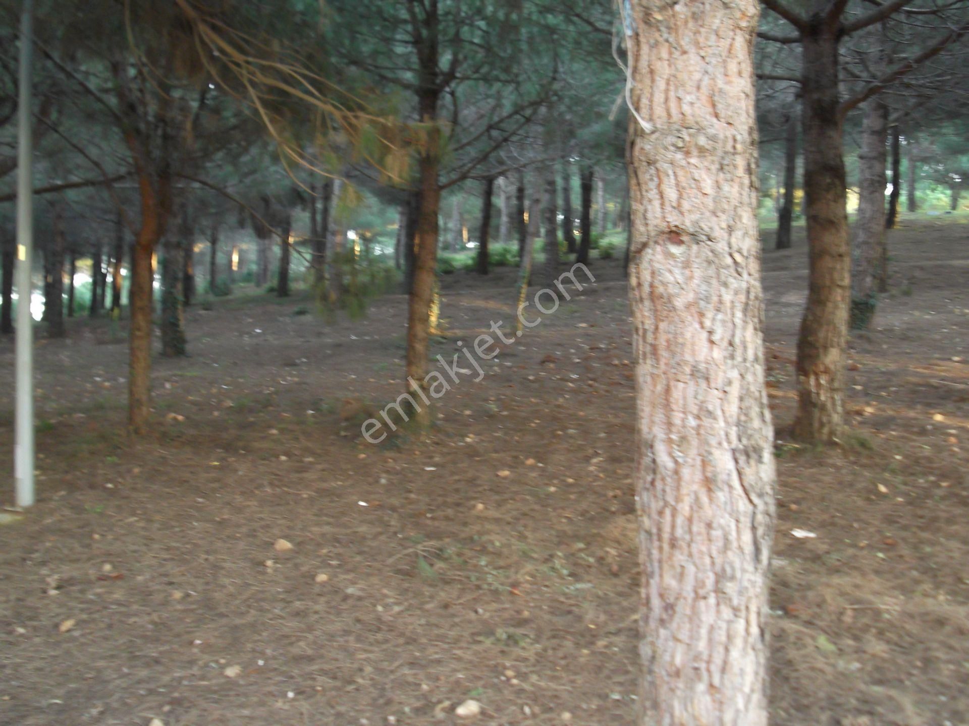 Çekmeköy Rahmi Demir Orman Cepheli Asansörlü 2.arakat 2+1 - Görsel 22