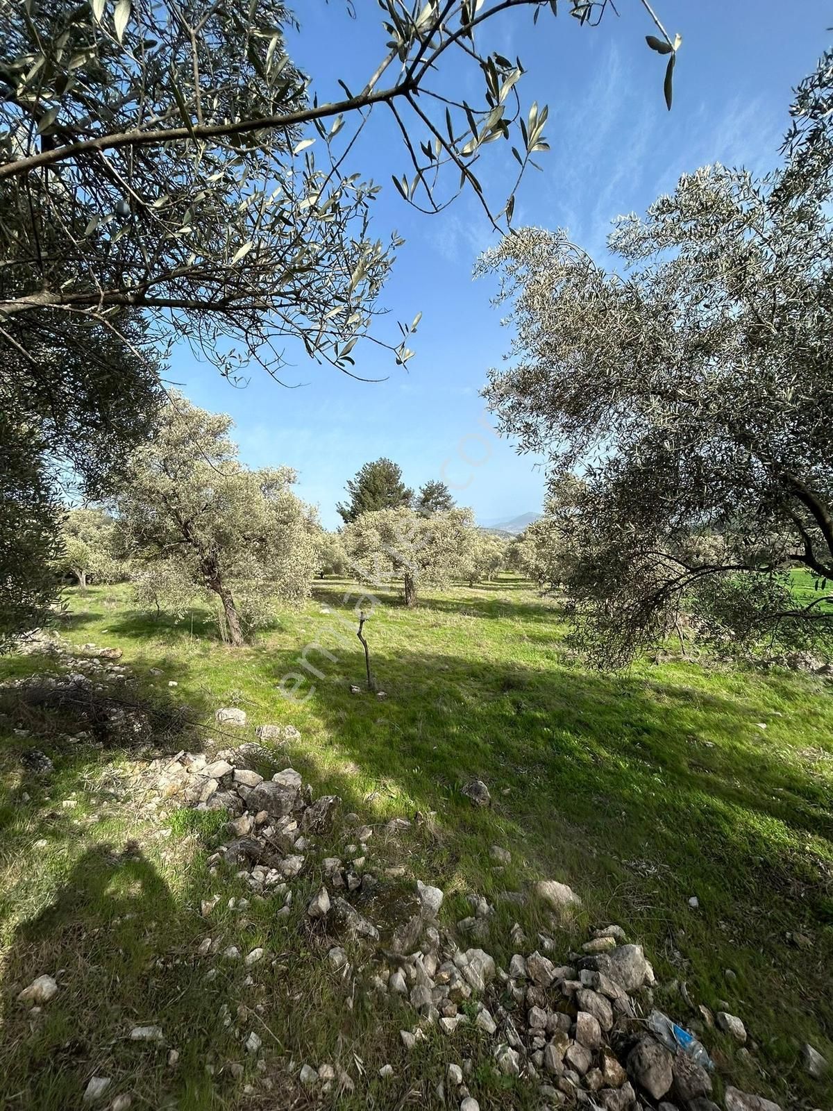 Akbaşlar Gayrimenkul Milas Gökçeler Mahallesin'de Fırsat Arazi - Görsel 6