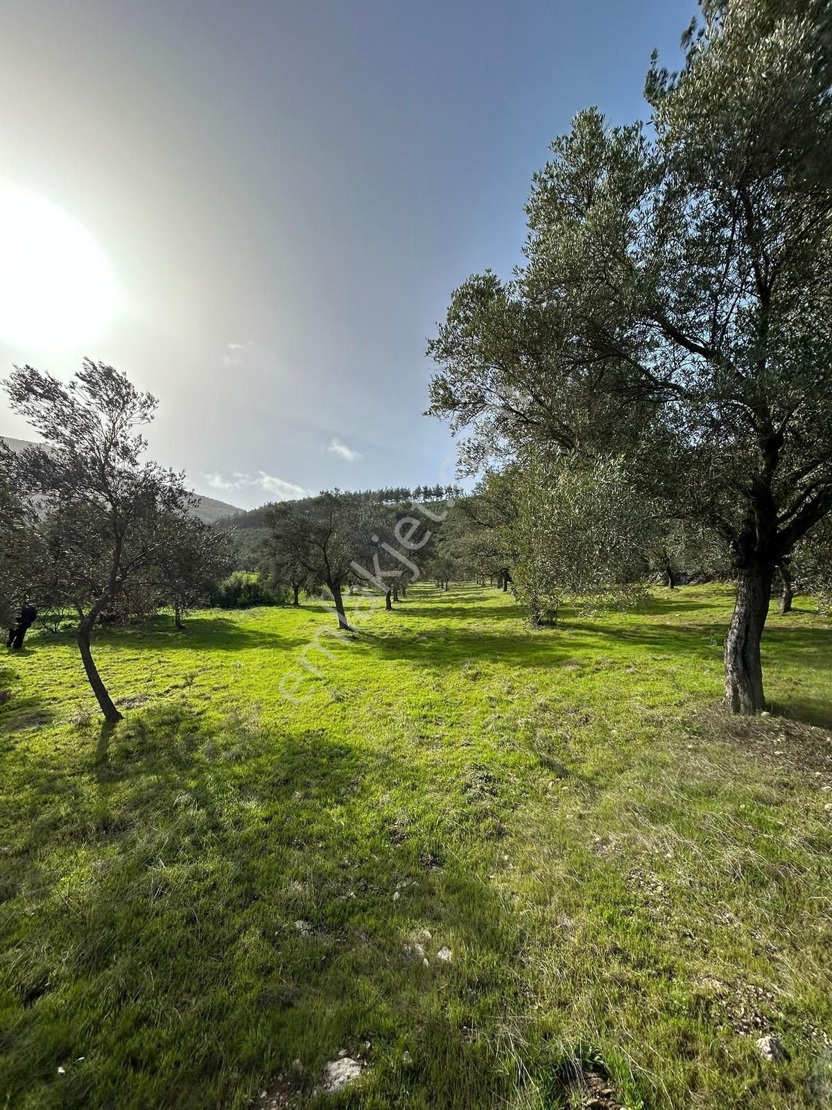 Akbaşlar Gayrimenkul Milas Gökçeler Mahallesin'de Fırsat Arazi - Görsel 2