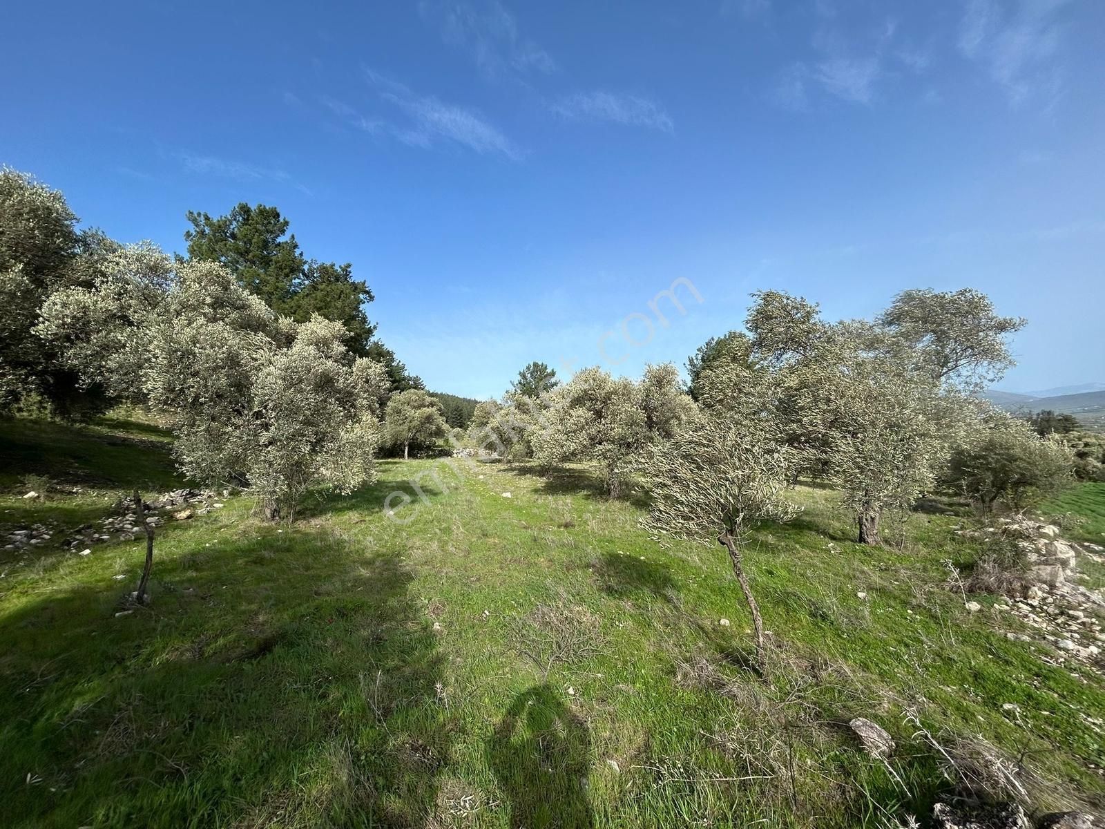 Akbaşlar Gayrimenkul Milas Gökçeler Mahallesin'de Fırsat Arazi - Görsel 8