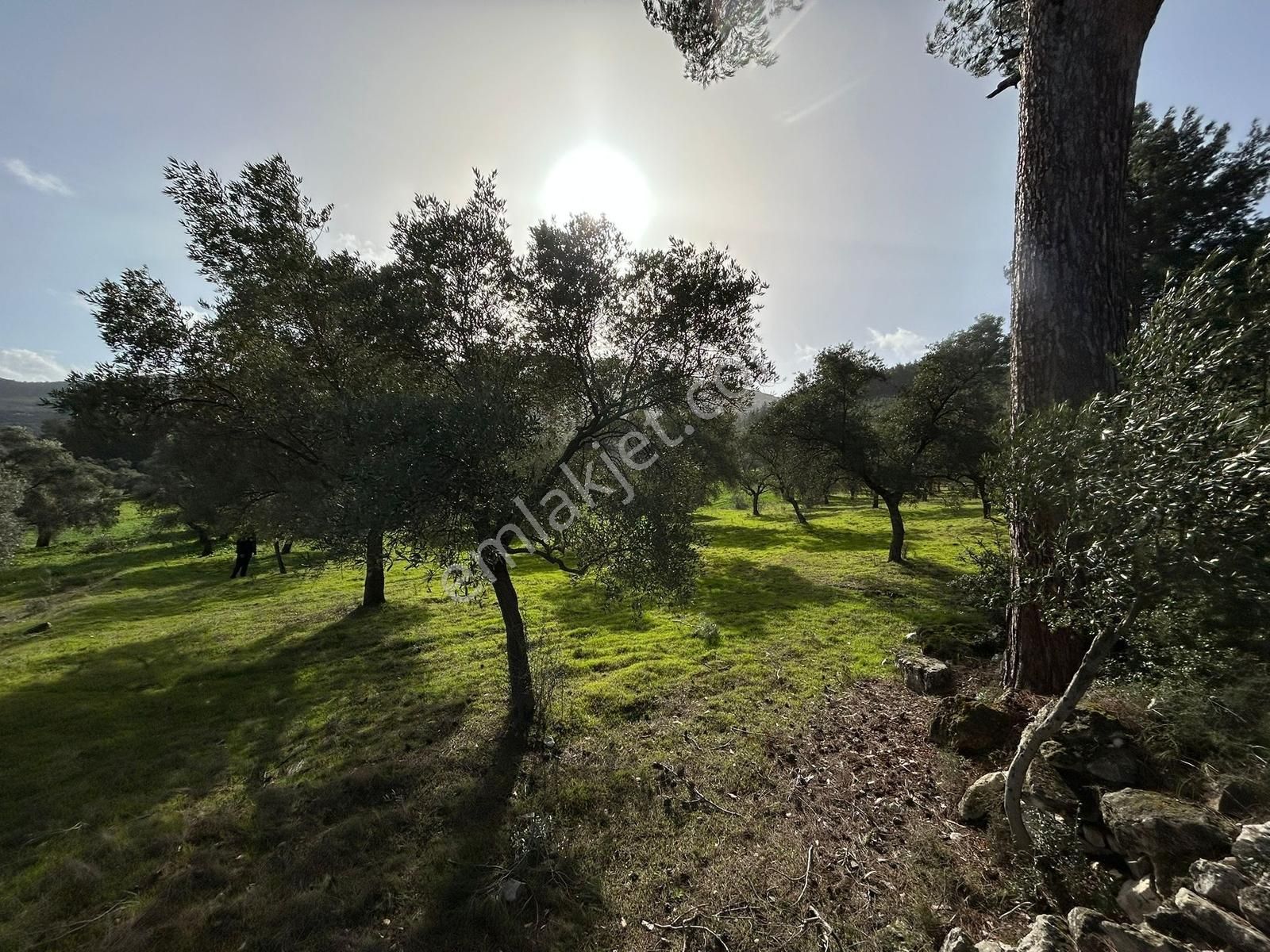 Akbaşlar Gayrimenkul Milas Gökçeler Mahallesin'de Fırsat Arazi - Görsel 9