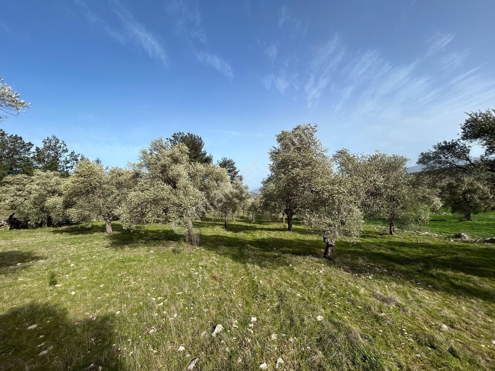 Akbaşlar Gayrimenkul Milas Gökçeler Mahallesin'de Fırsat Arazi - Görsel 10