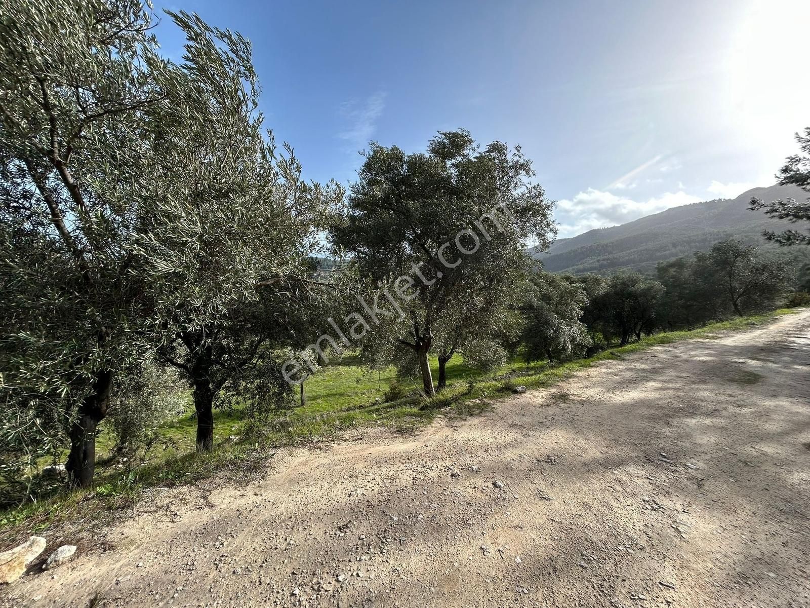 Akbaşlar Gayrimenkul Milas Gökçeler Mahallesin'de Fırsat Arazi - Görsel 5